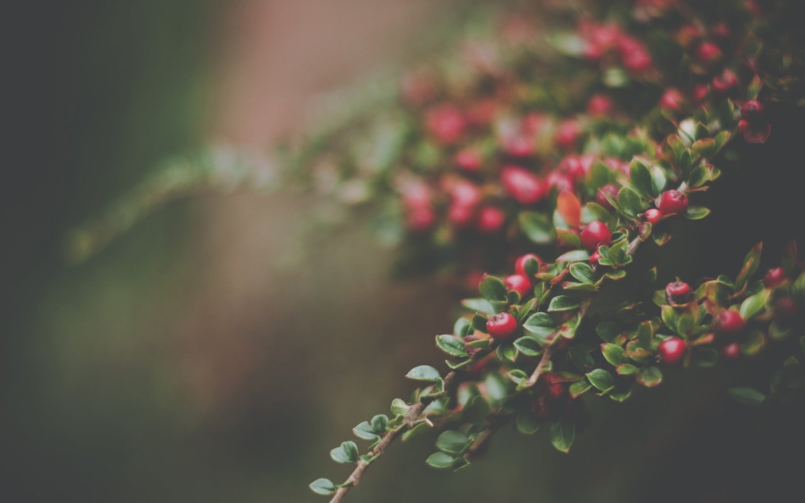 red cherries shallow focus photography of berries nature 2k