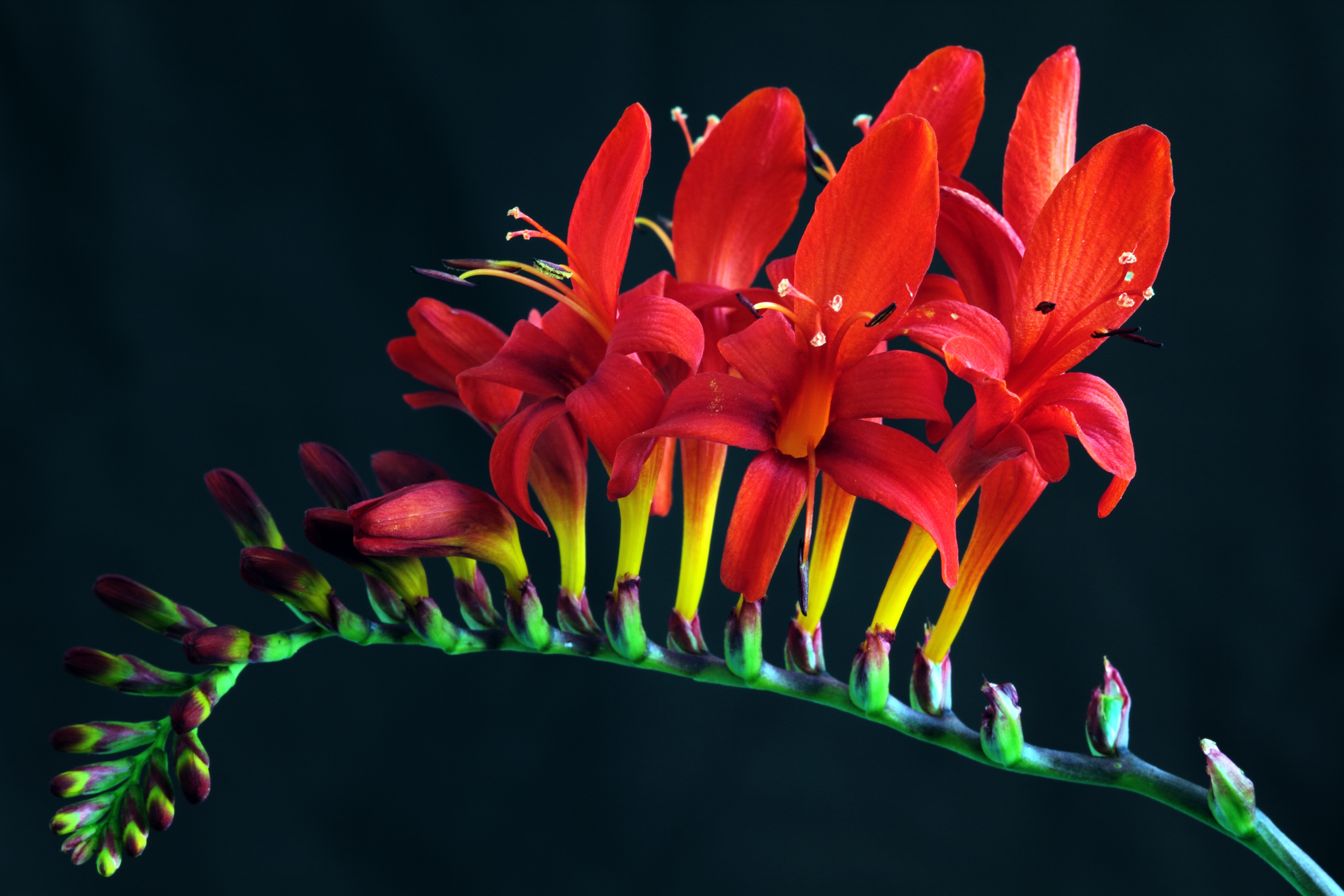 red freesia flowers macro photography crocosmia lucifer masoniorum 2k 4k 5k