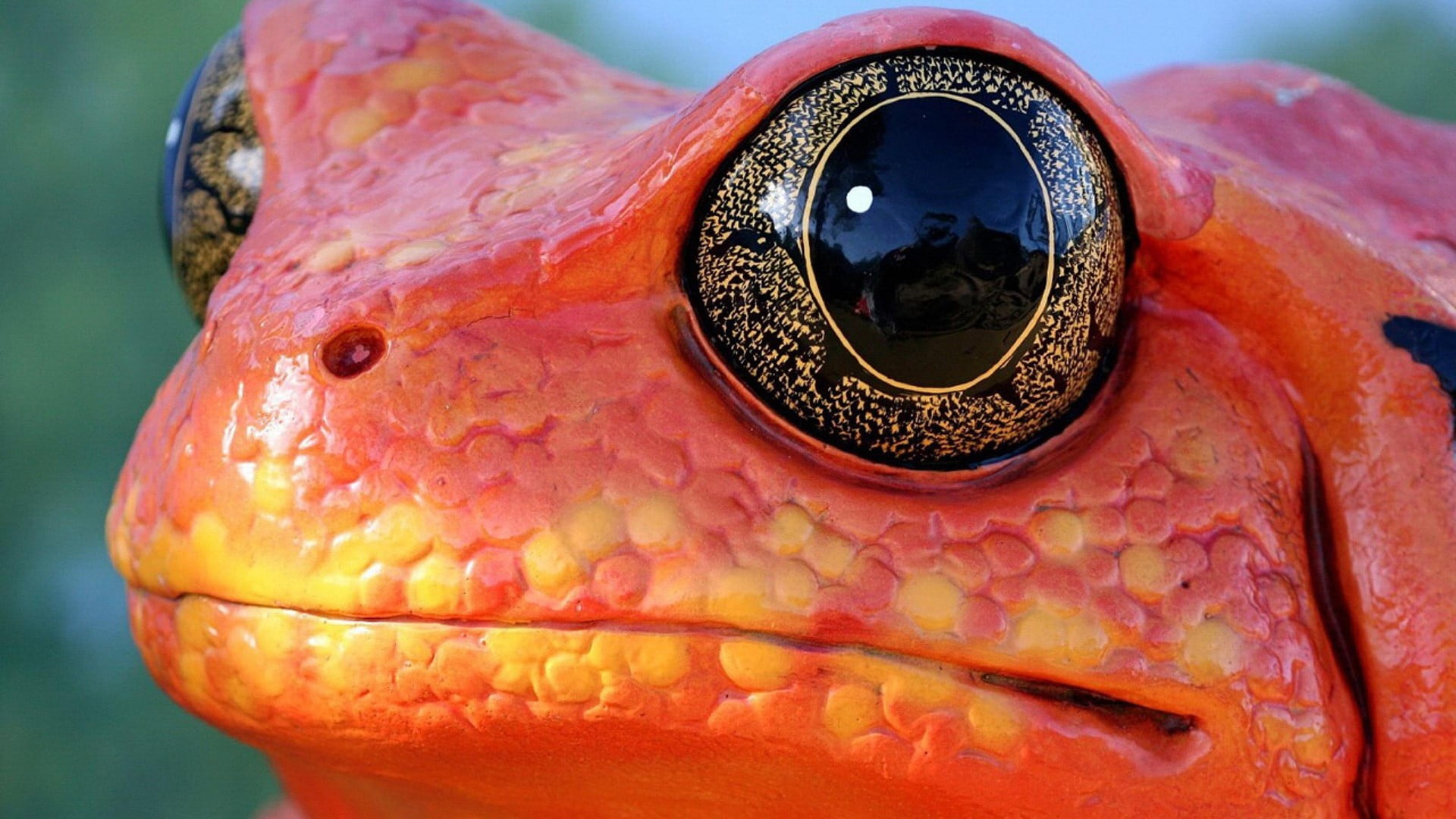 red frog animals nature amphibian macro eyes orange close up 2k