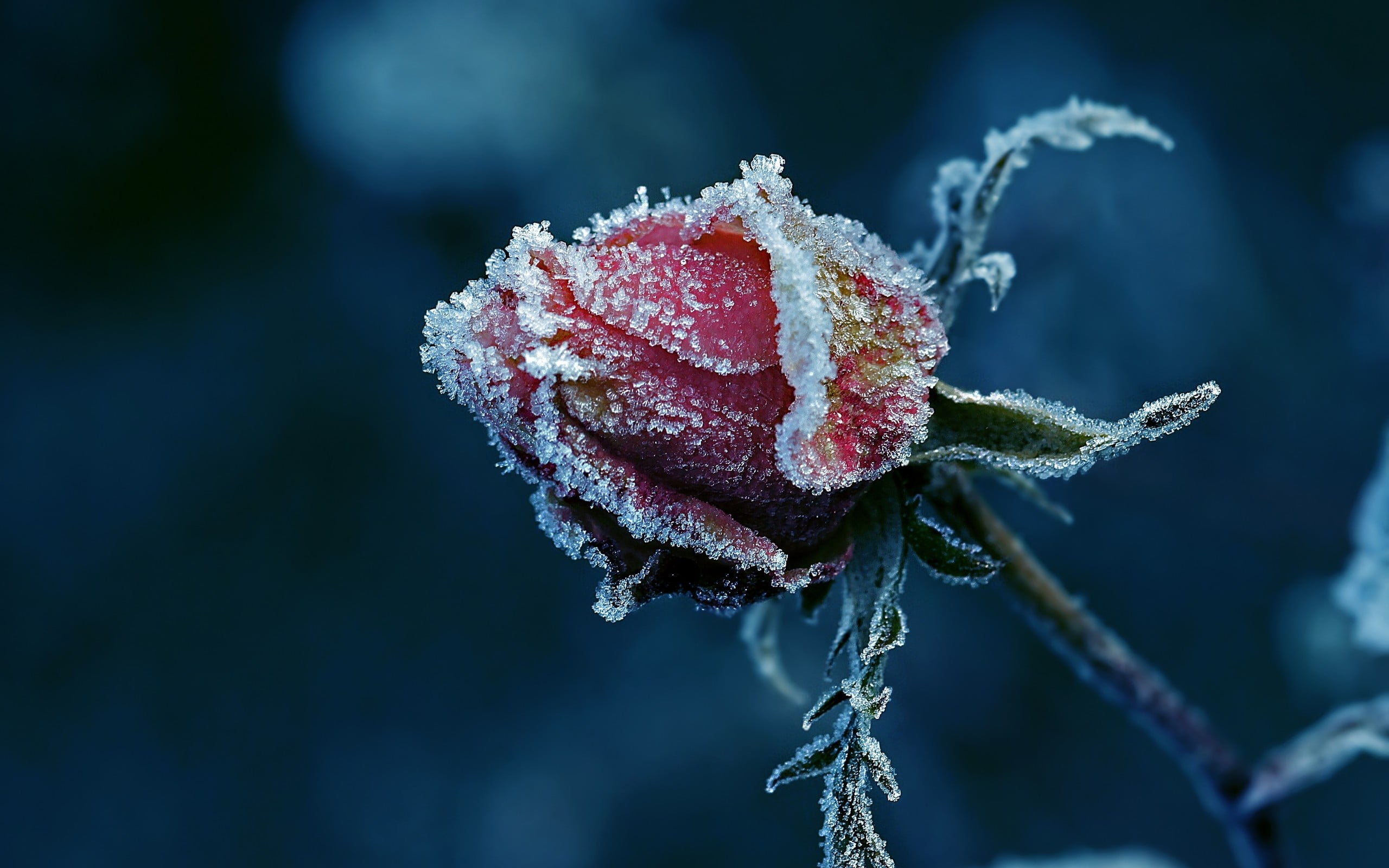 red frozen rose frost macro ice flowers plants cold 2k