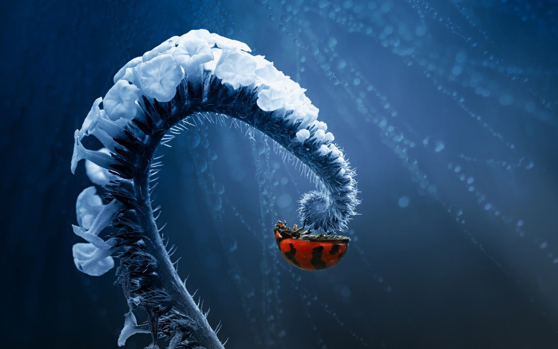 red ladybug micro photography of ladybird on white petaled flower 2k