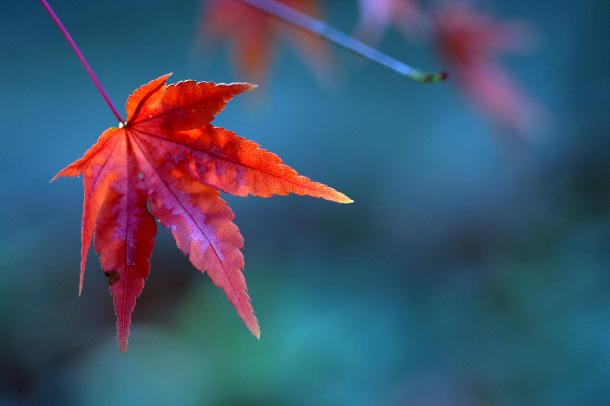 red leaf macro photography bokeh lexington kentucky arboretum 2k