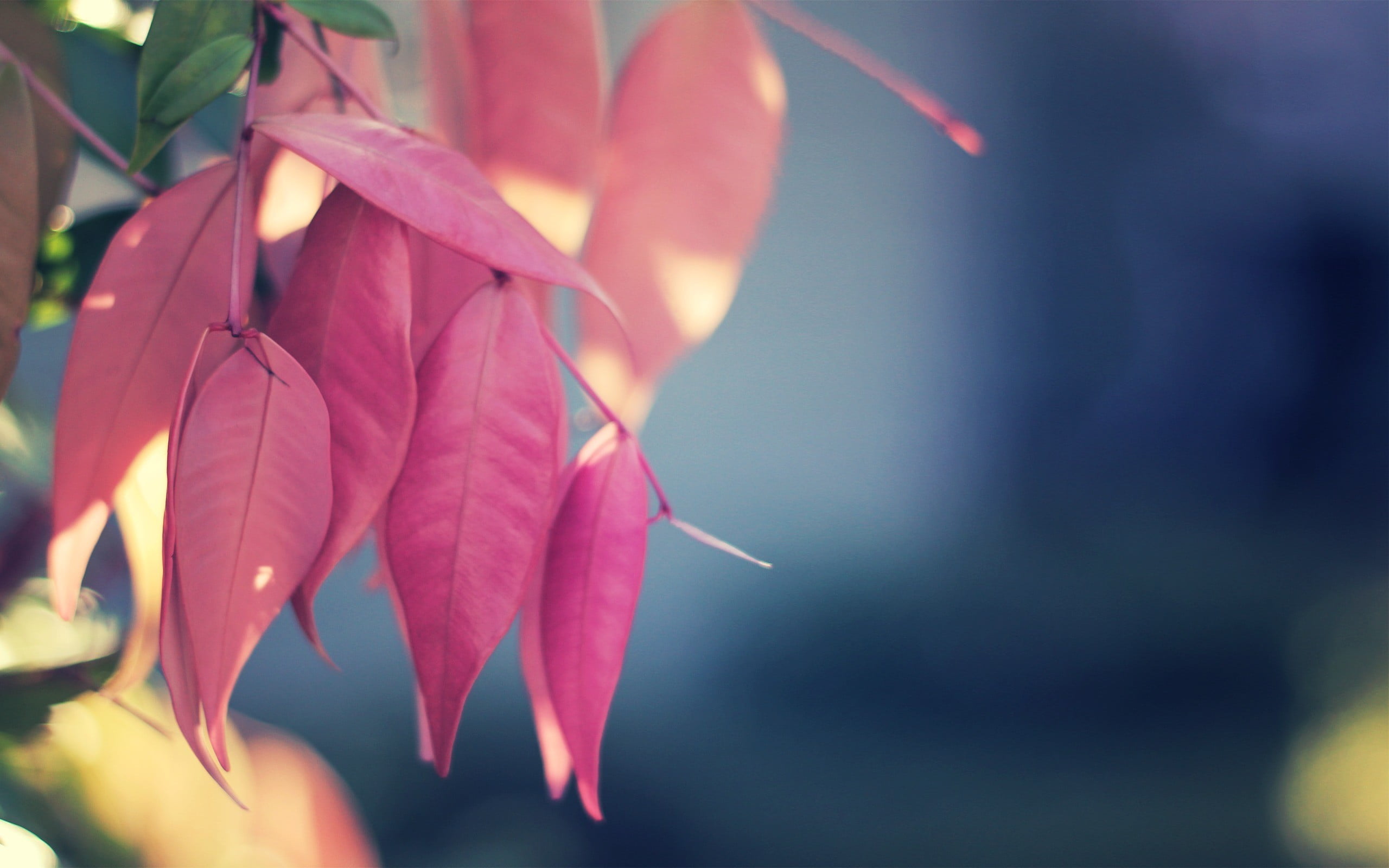 red leafed tree nature blurred macro leaves plants branch 2k