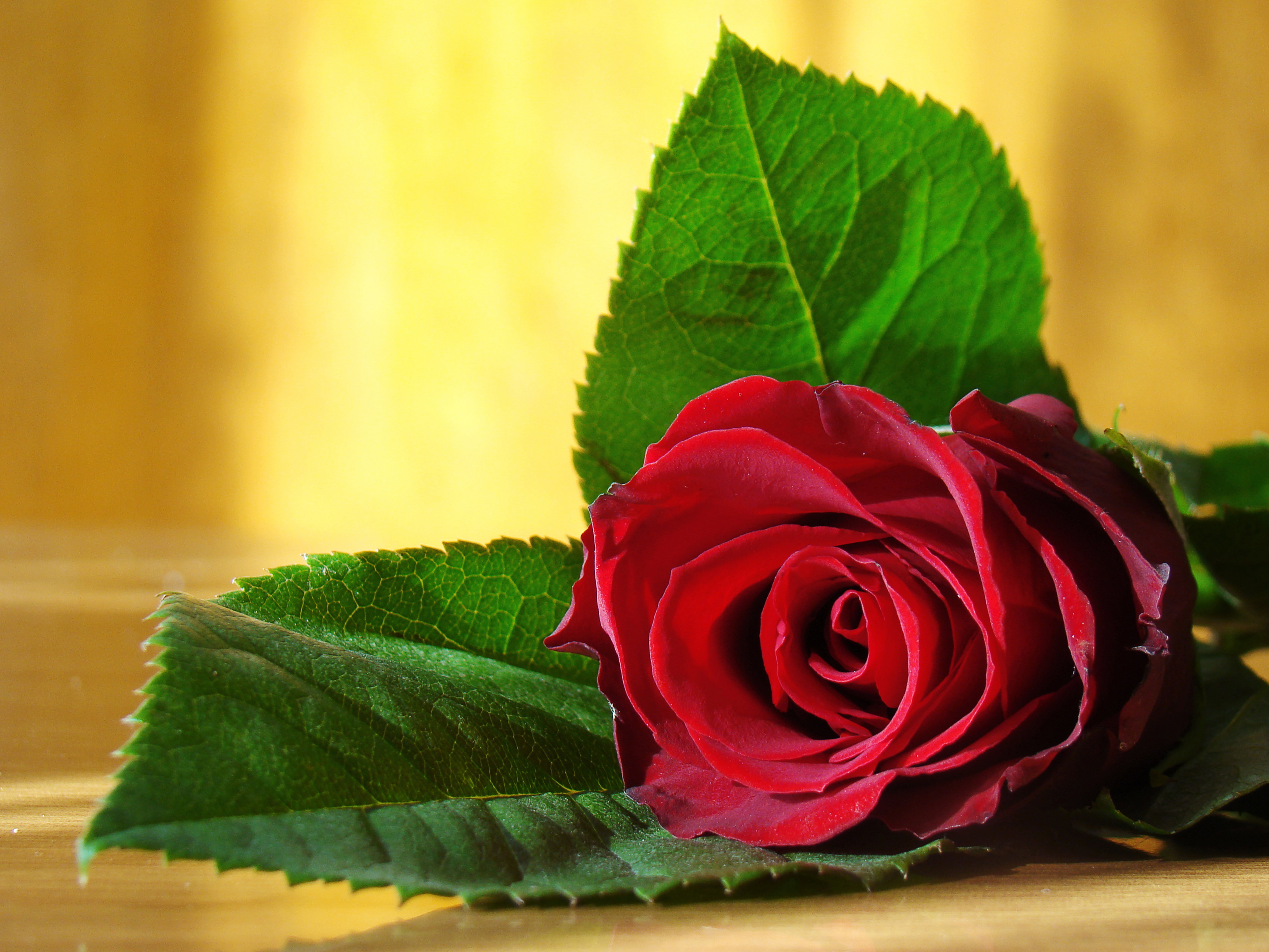 red rose flower love flowers photo romance beauty colors 2k 4k 5k 8k