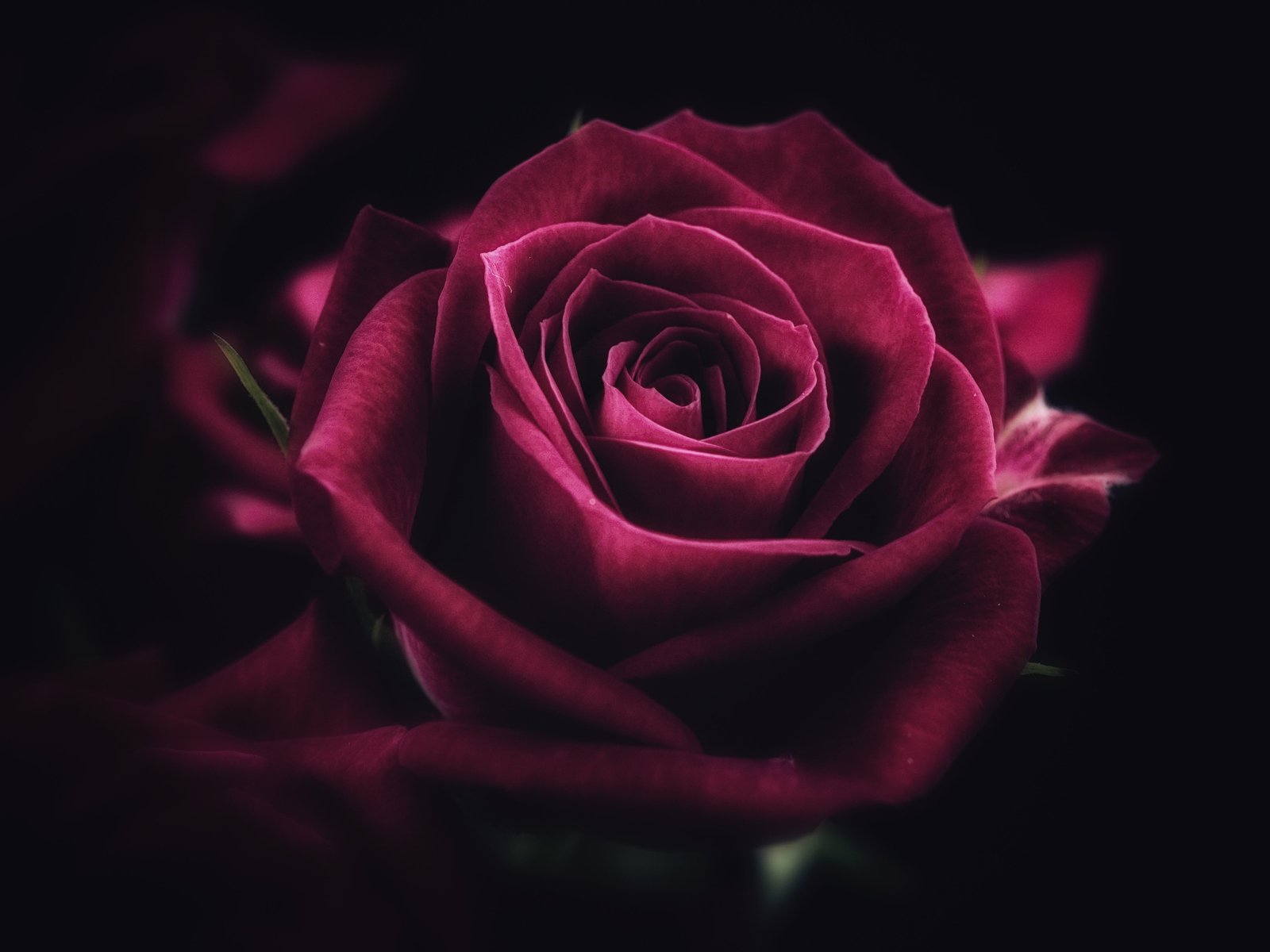 red rose illustration flower close up petals nature Flower 2k 4k 5k