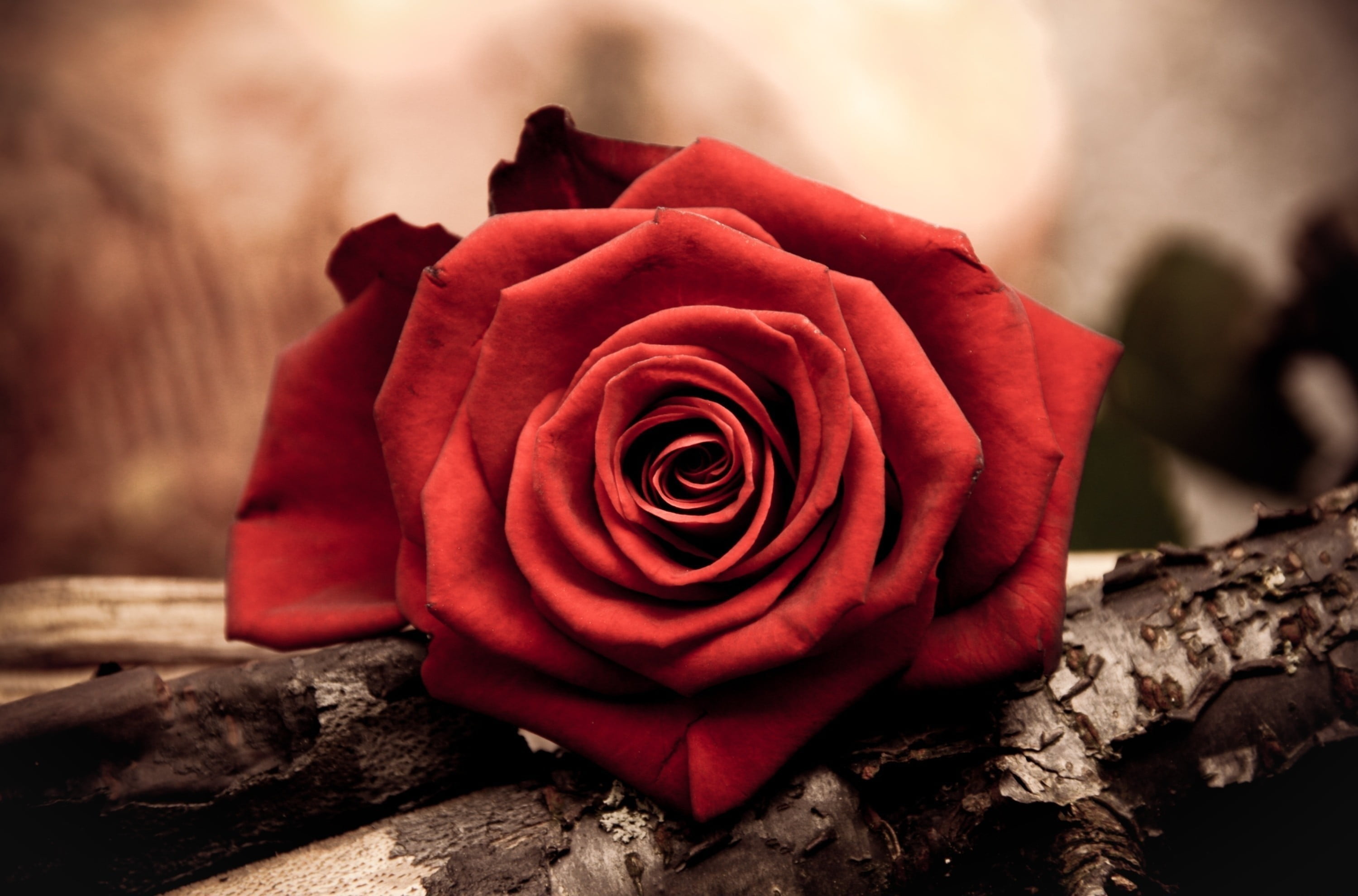 red rose wallpaper bud petals macro Flower love romance 2k