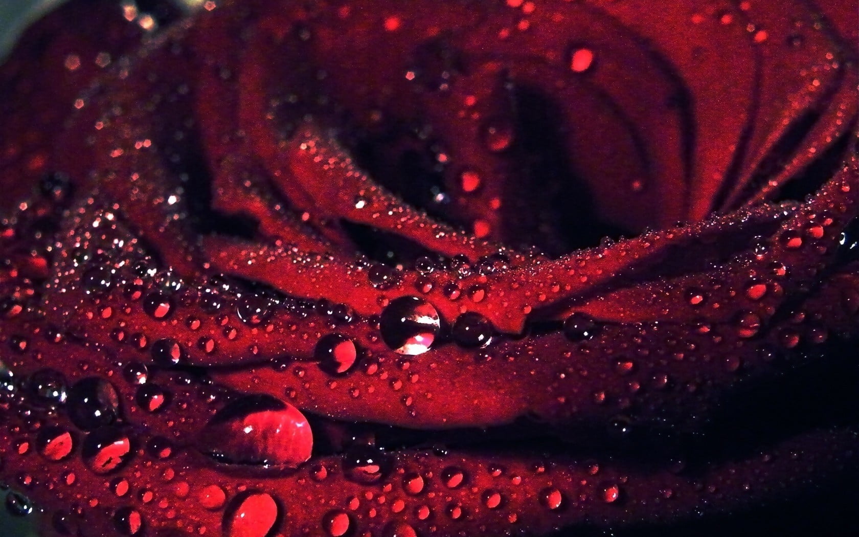 red rose macro flowers water drops plants close up 2k