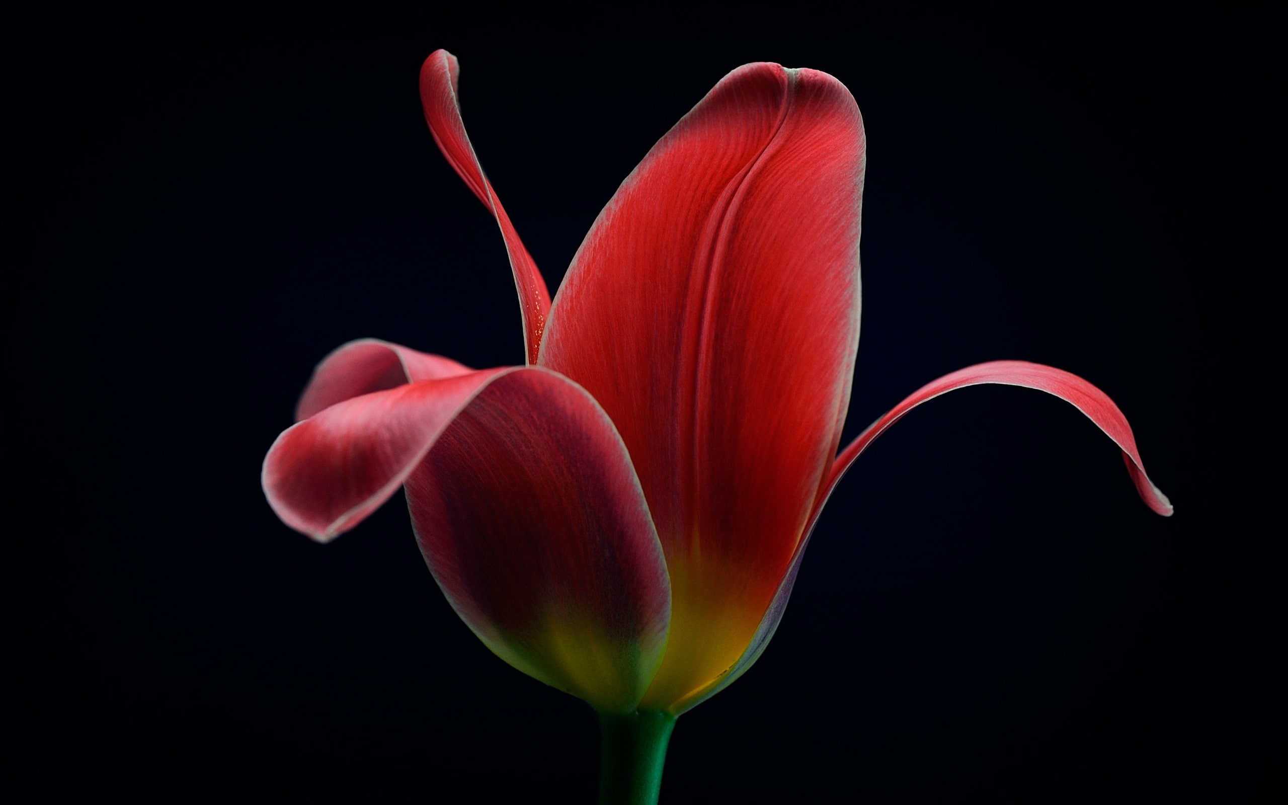 Red tulip flower macro black background 2k