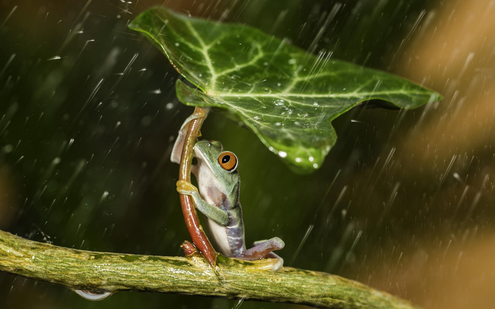 red eyed tree frog green holding leaf during raintime 37 2k