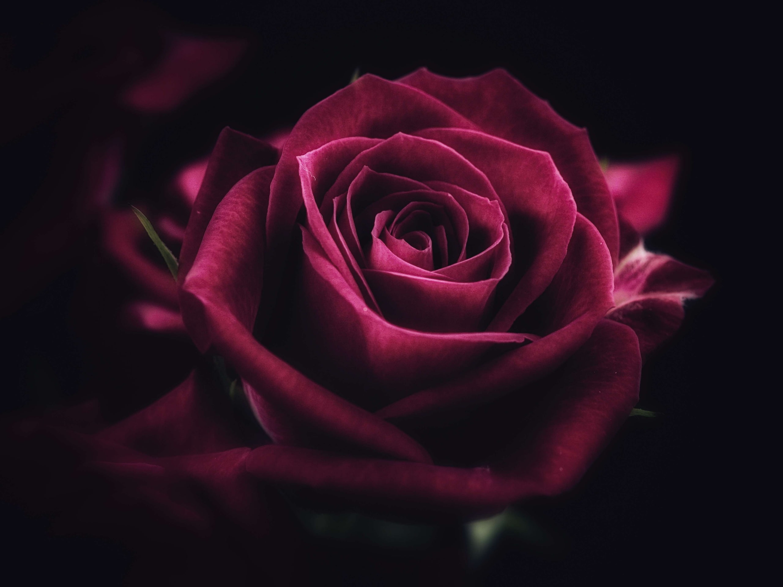 rose flowers plants macro red 2k