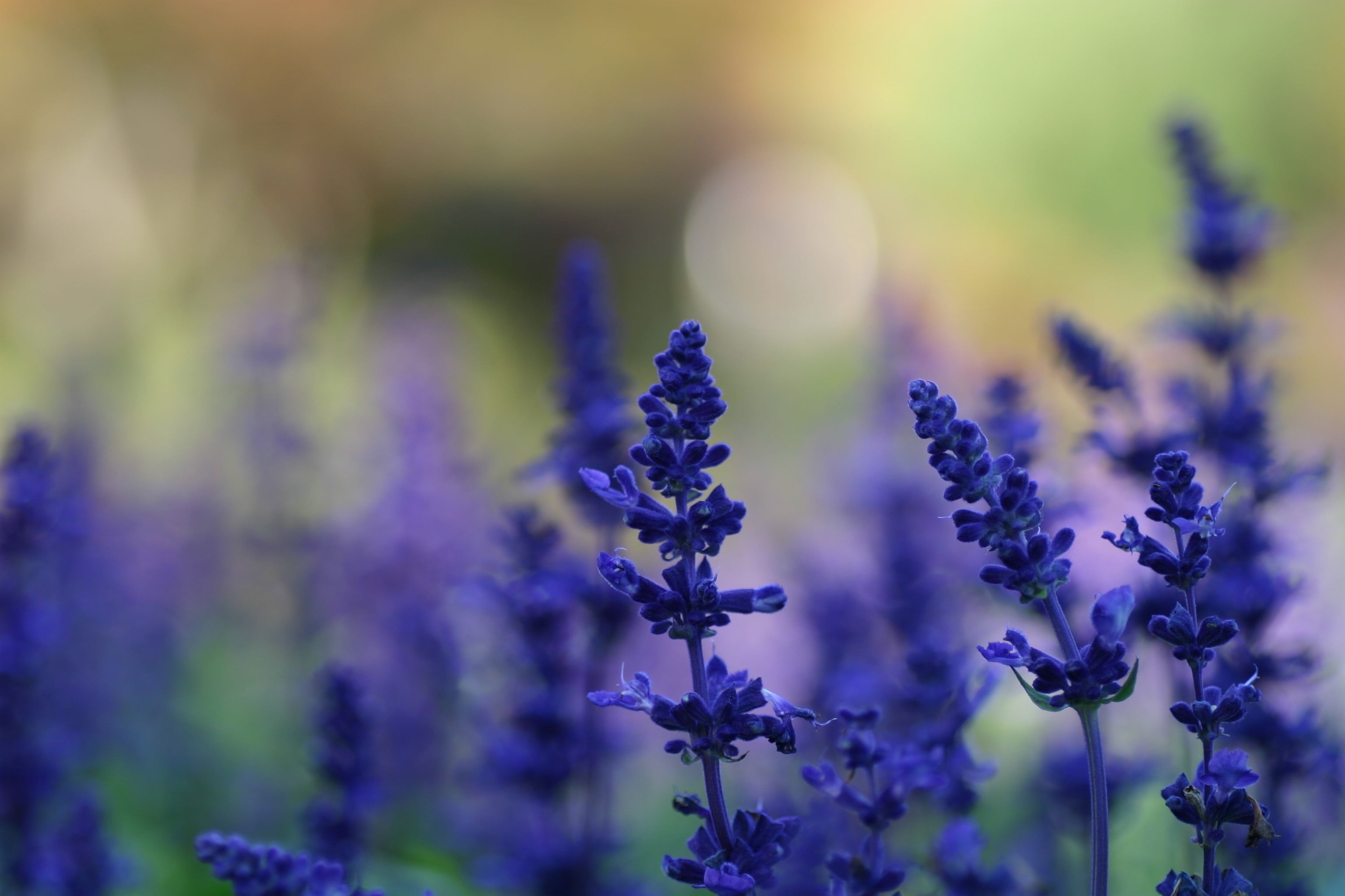 selective focus photo of lavender purple flowers nature macro 2k