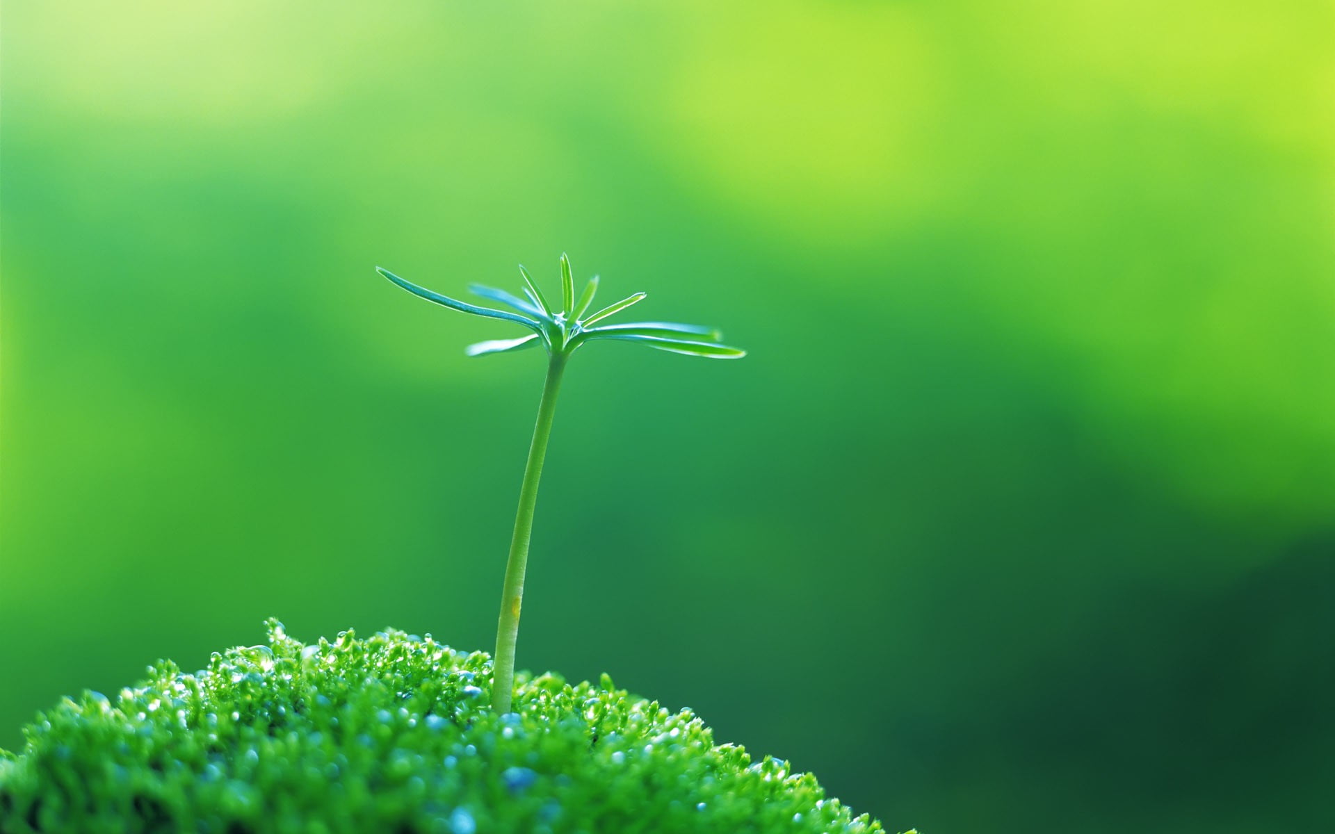 selective focus photographed of green plant macro grass plants 2k
