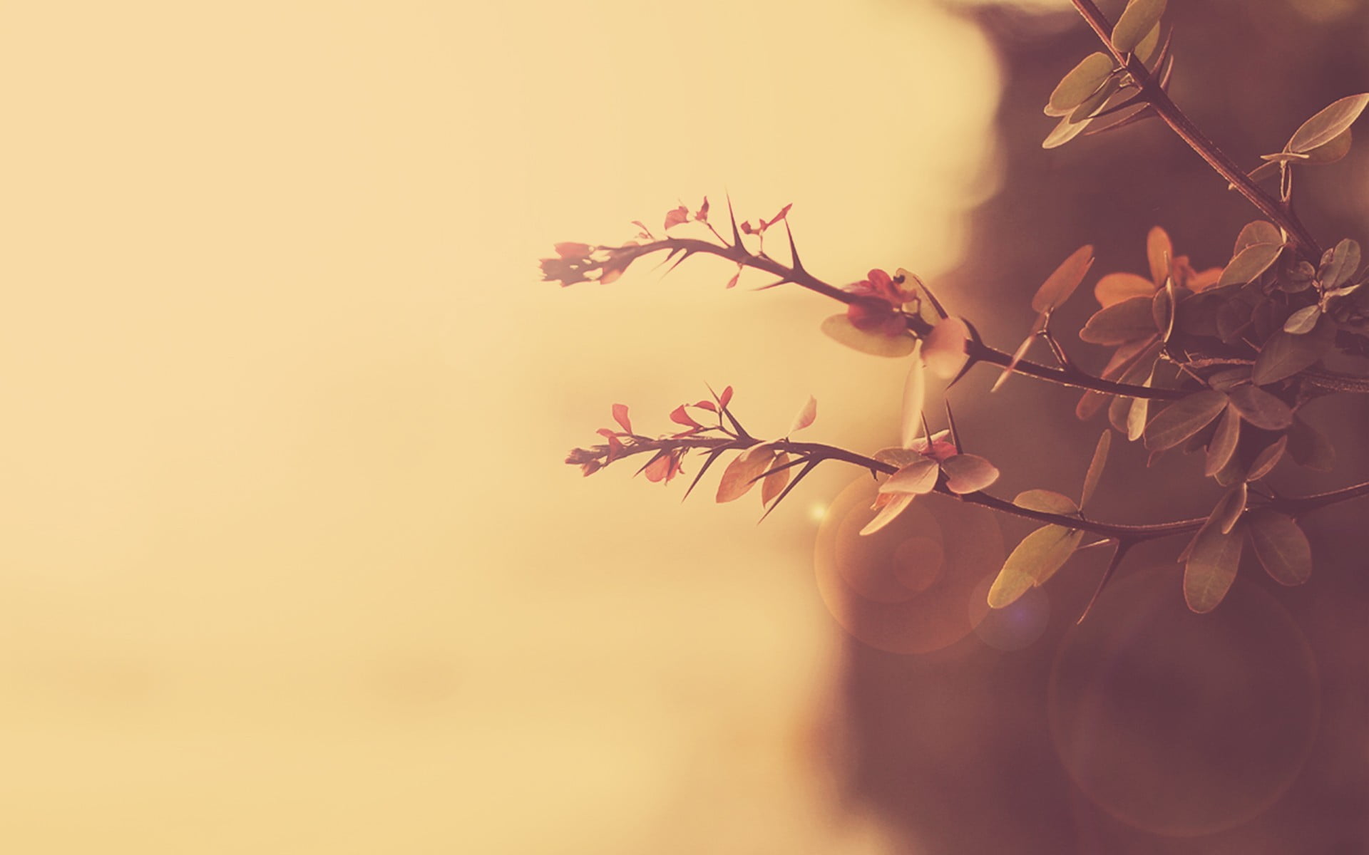 selective focus photography of pink leaves macro plants nature 2k