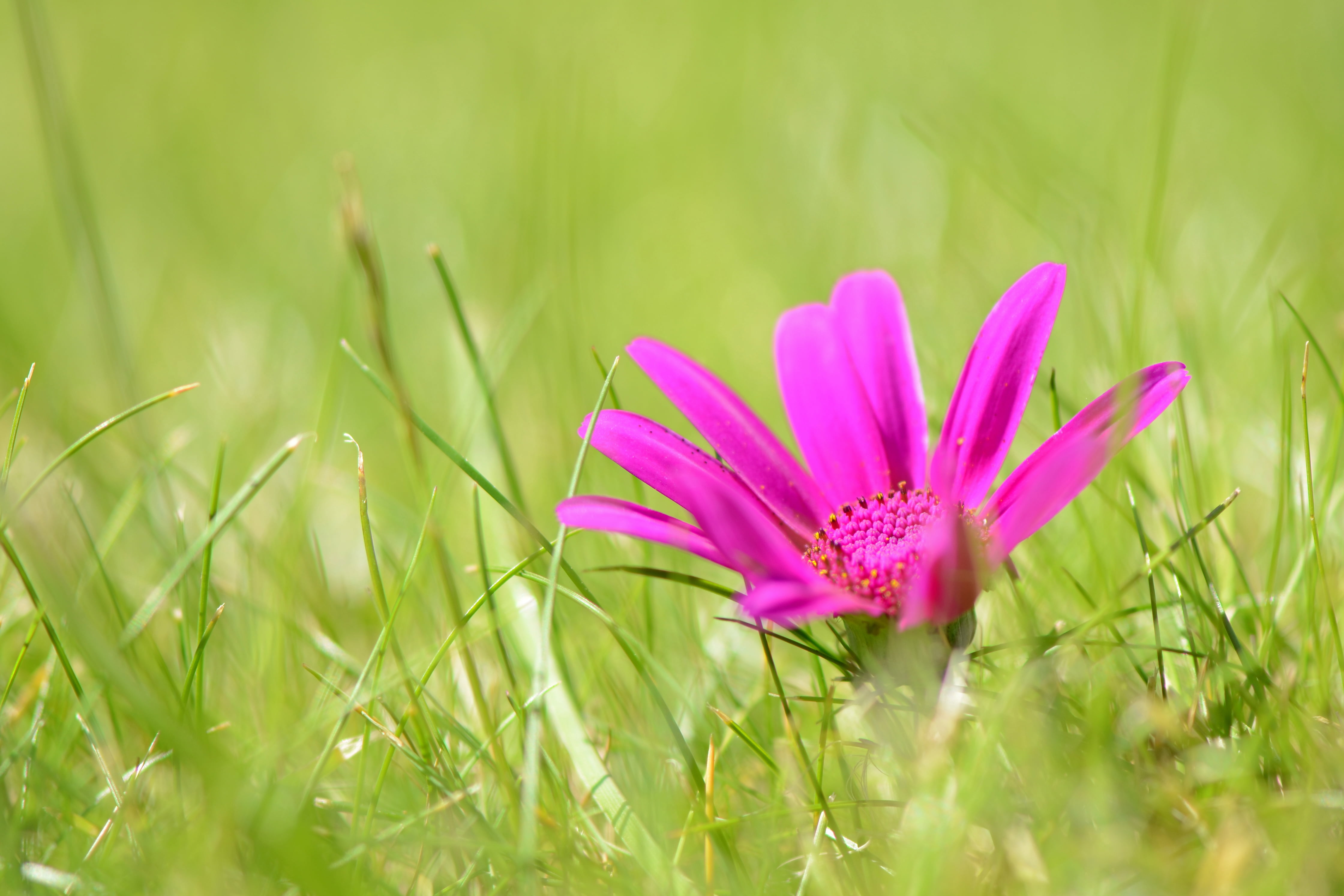 selective focus photography of pink petaled flower near grasses 2k 4k