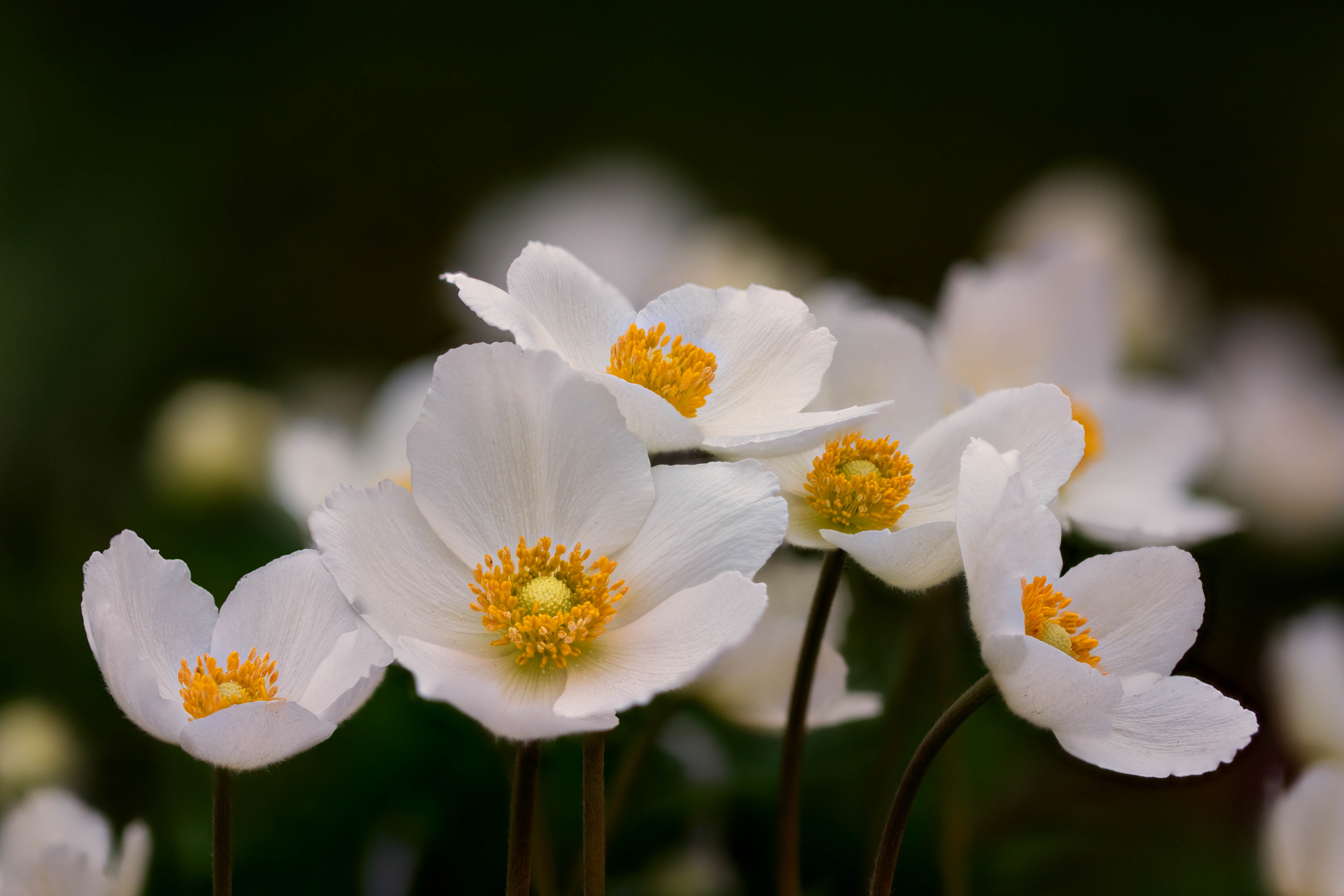 selective focus photography of white anemone flowers Anemones 2k 4k 5k