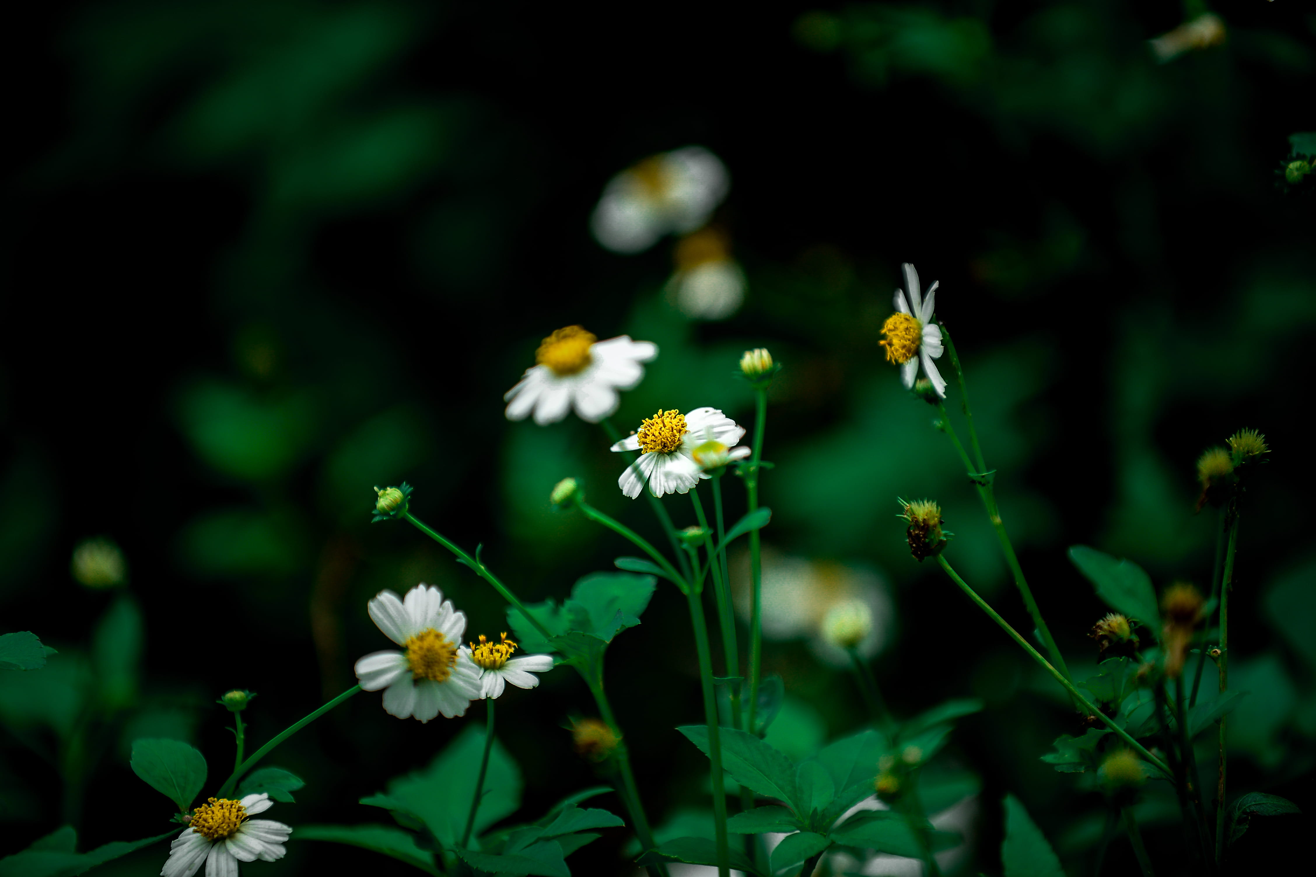 selective focus photography of white daisy at daytime closeup photo petaled flowers 2k 4k 5k