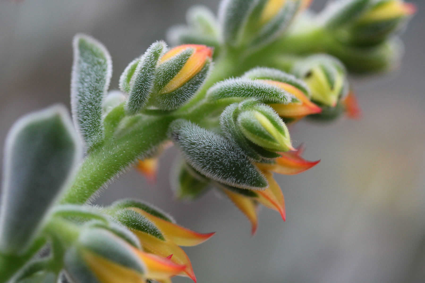 shallow focus photography of green leaf plant spikes macro 2k
