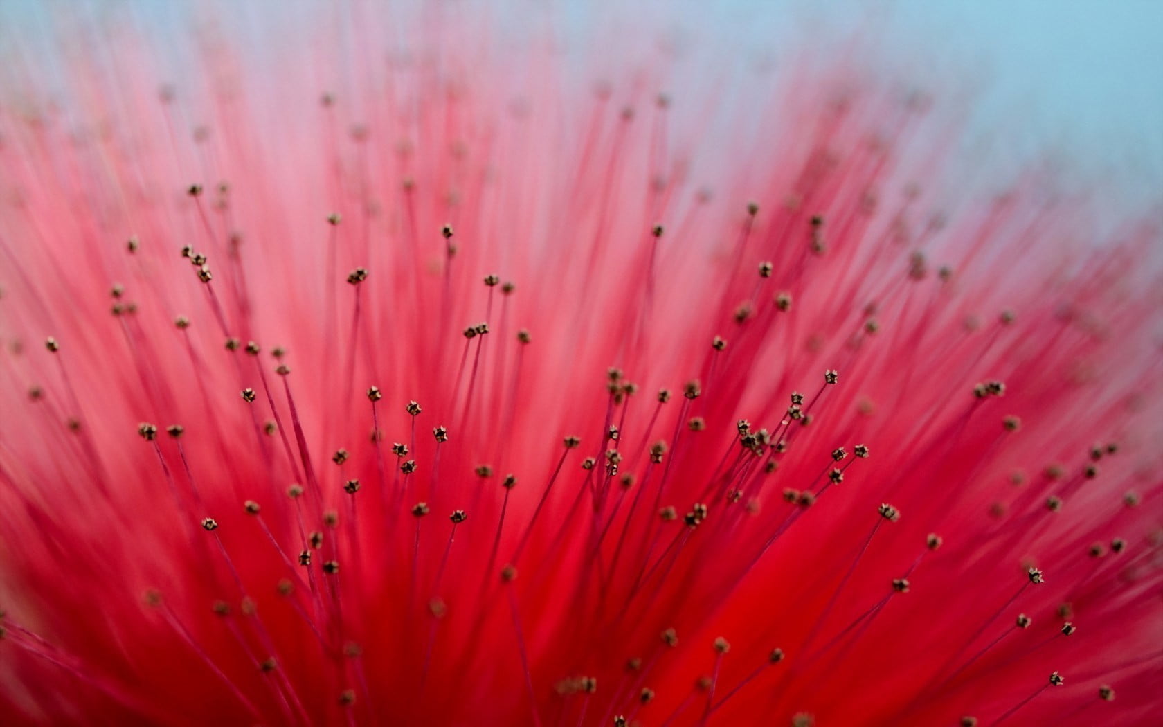 shallow focus photography of red flower Calliandra macro flowers 2k