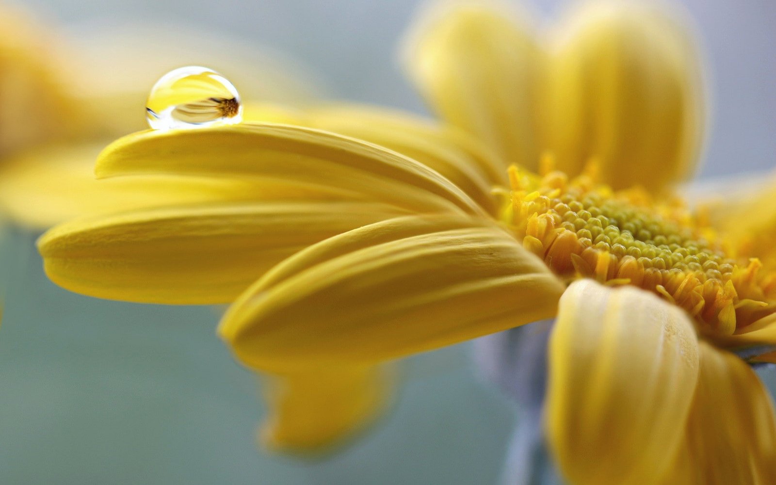 nature flowers water drops macro yellow 2k