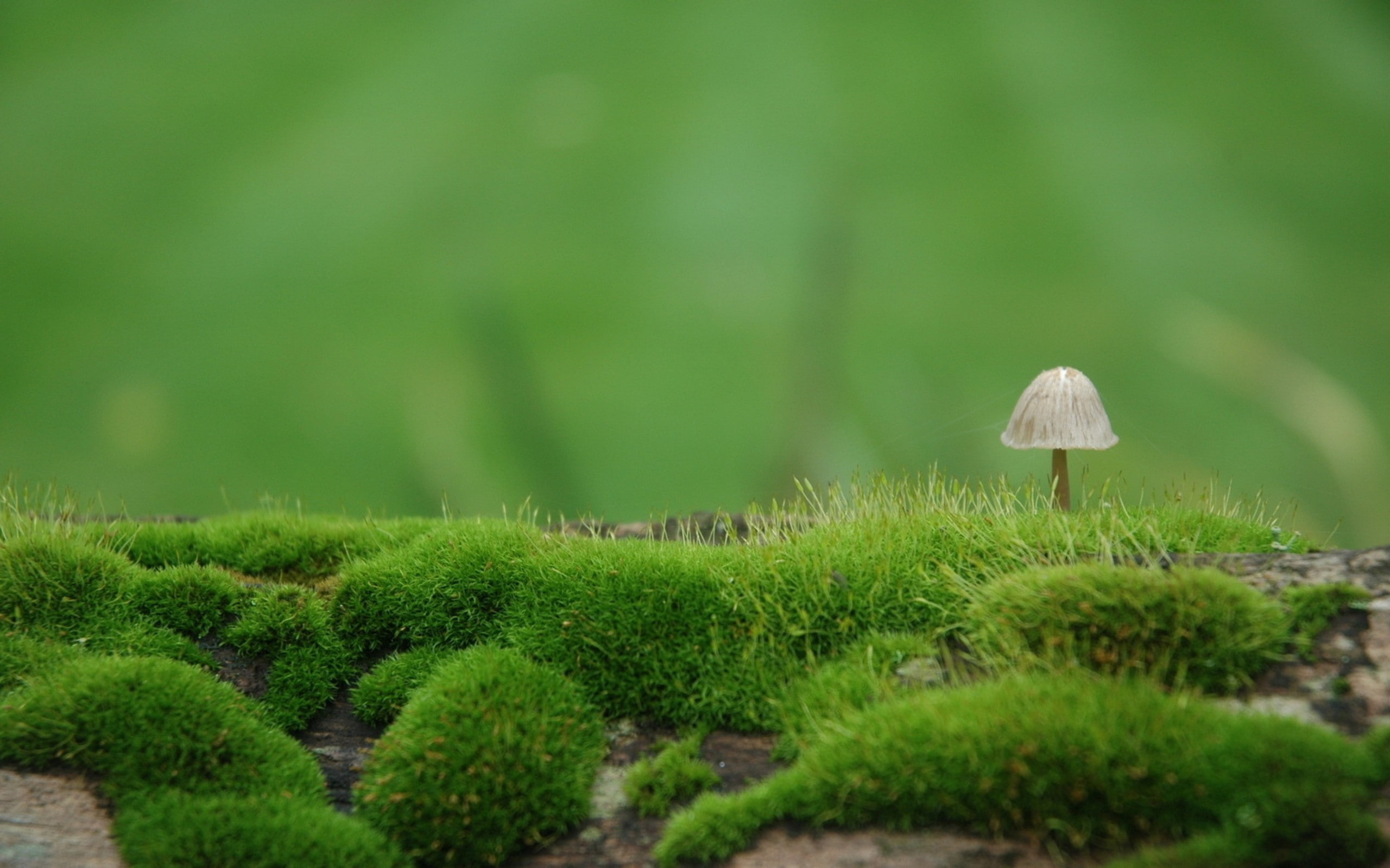 nature landscape mushroom depth of field closeup macro 2k