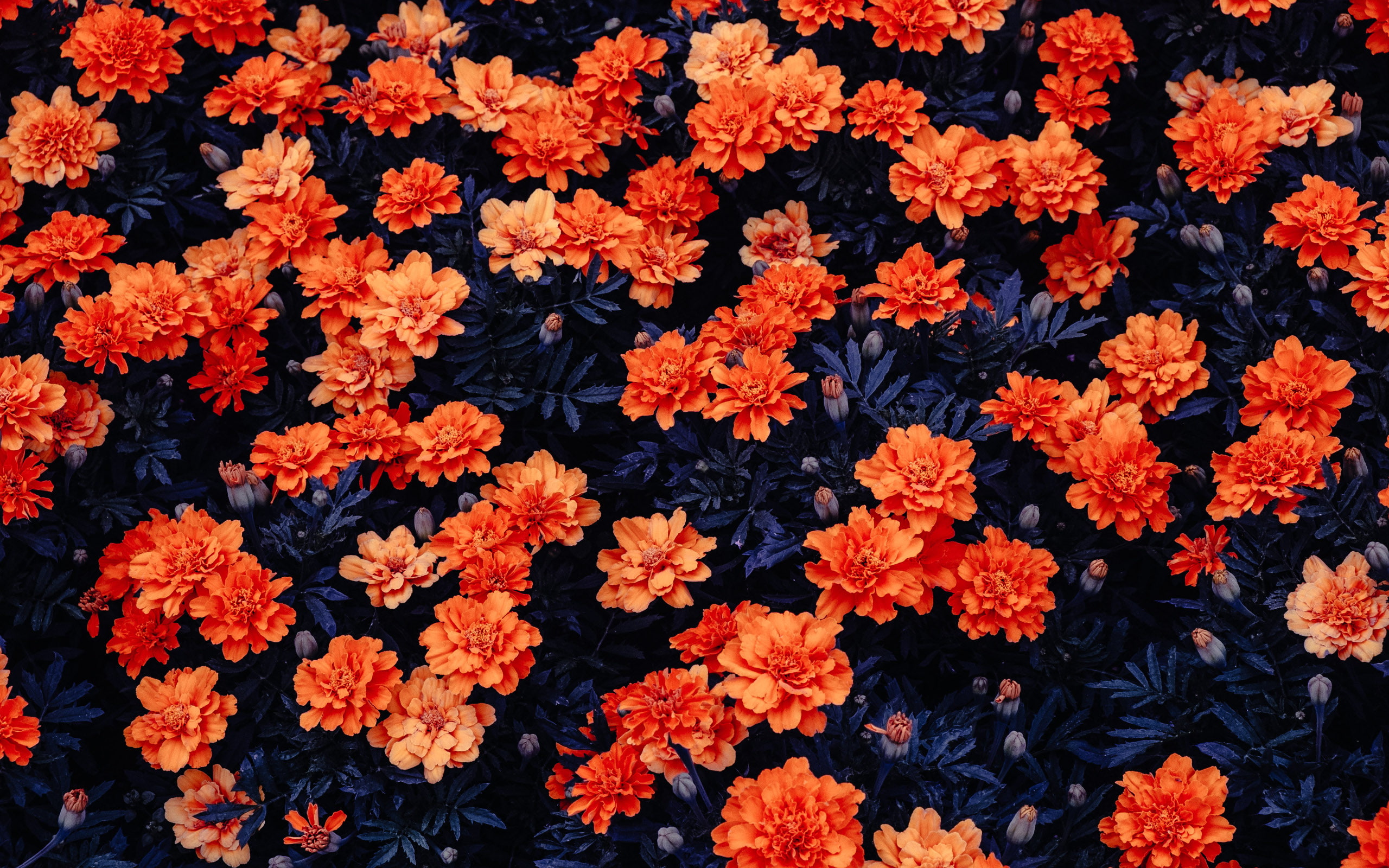 Orange flowers Flower garden Kali Linux Stock HD 2k