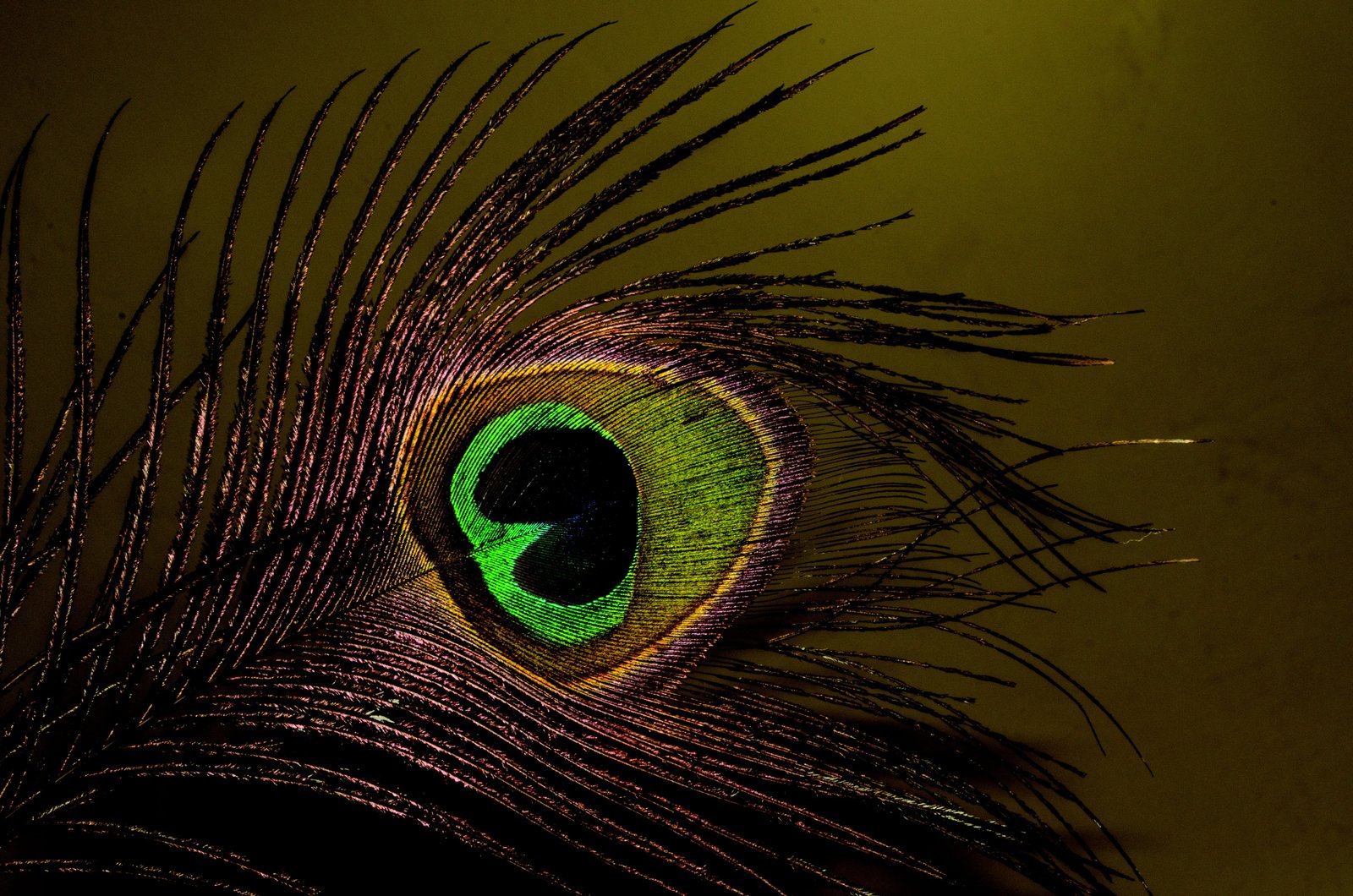 peacock feather dark bird animal multi Colored backgrounds 2k 4k 5k