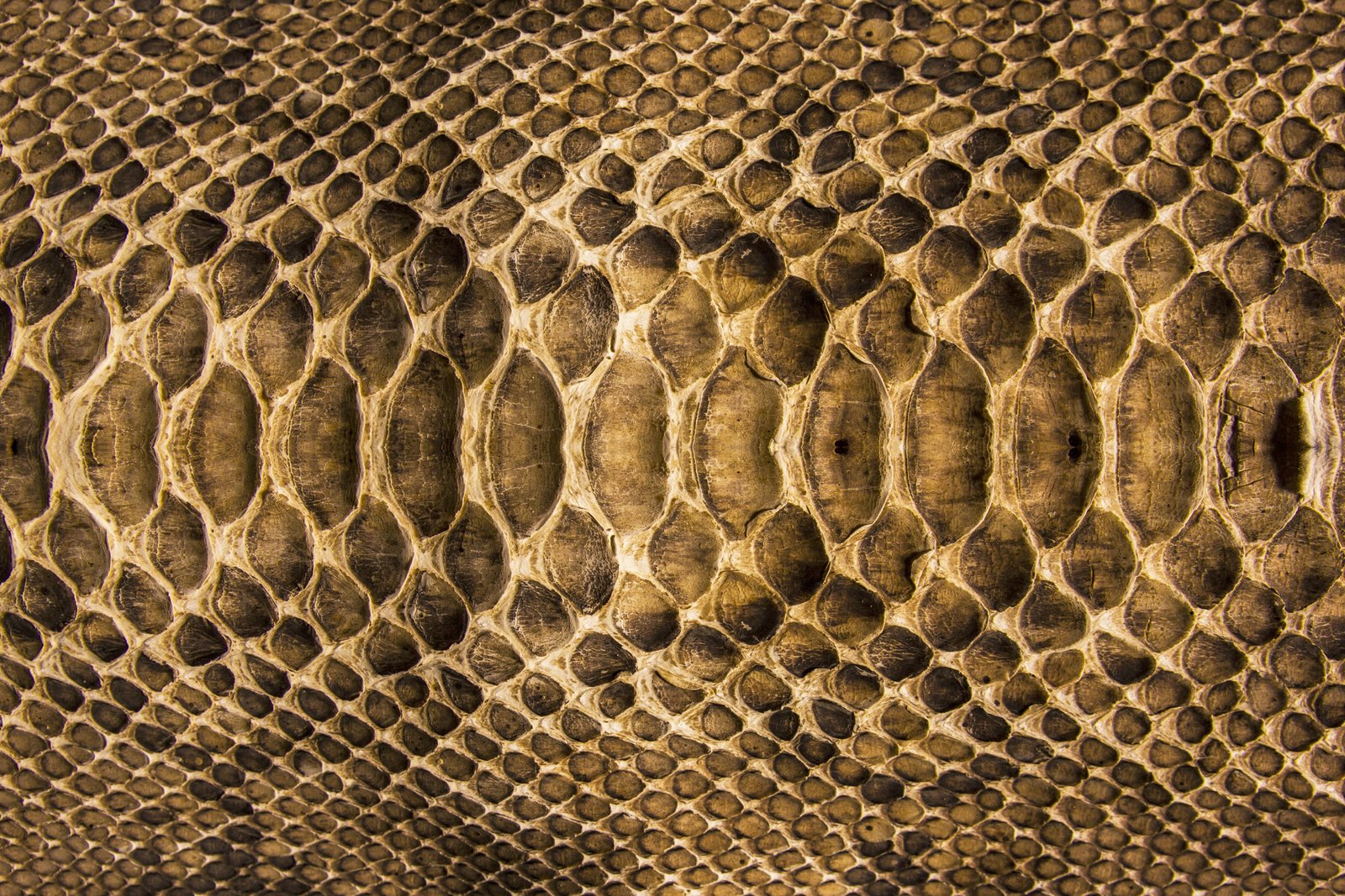 snakeskin illustration texture scales leather colors pattern 2k 4k 5k