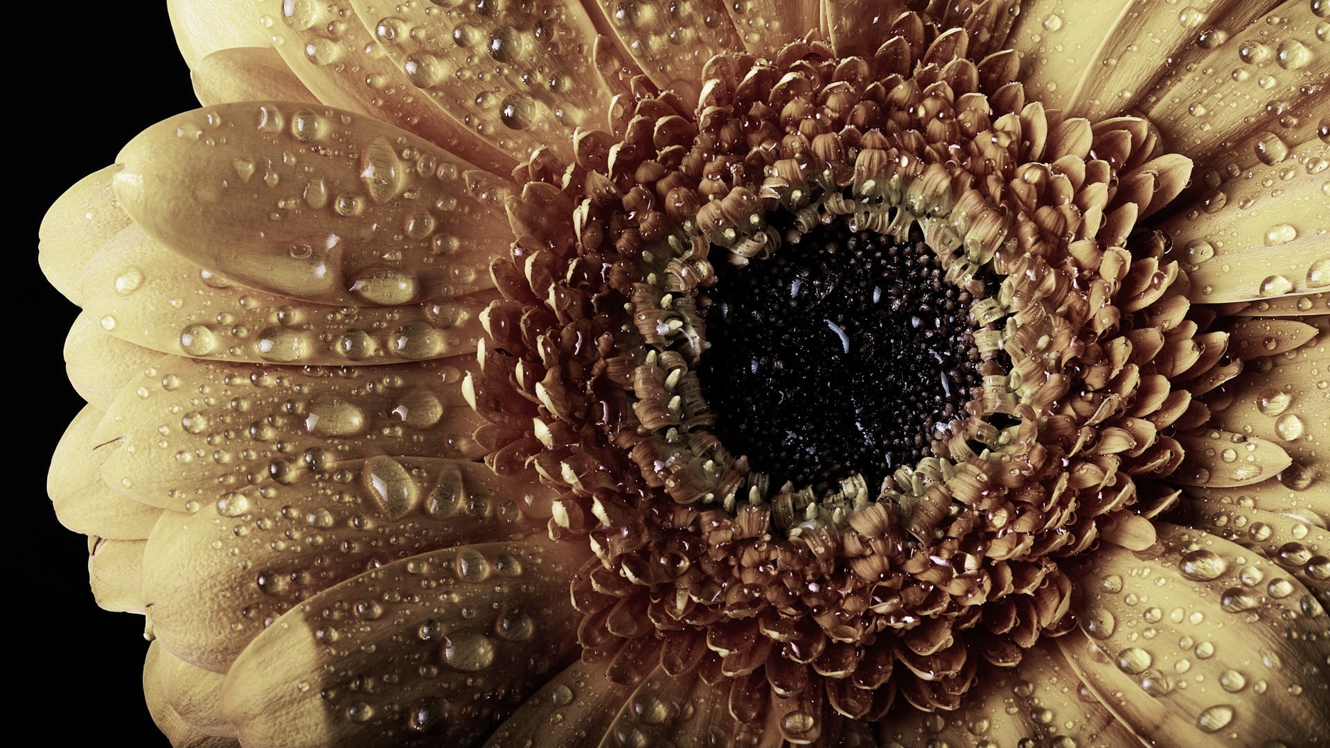 sunflower yellow petaled flower close up photography nature 2k