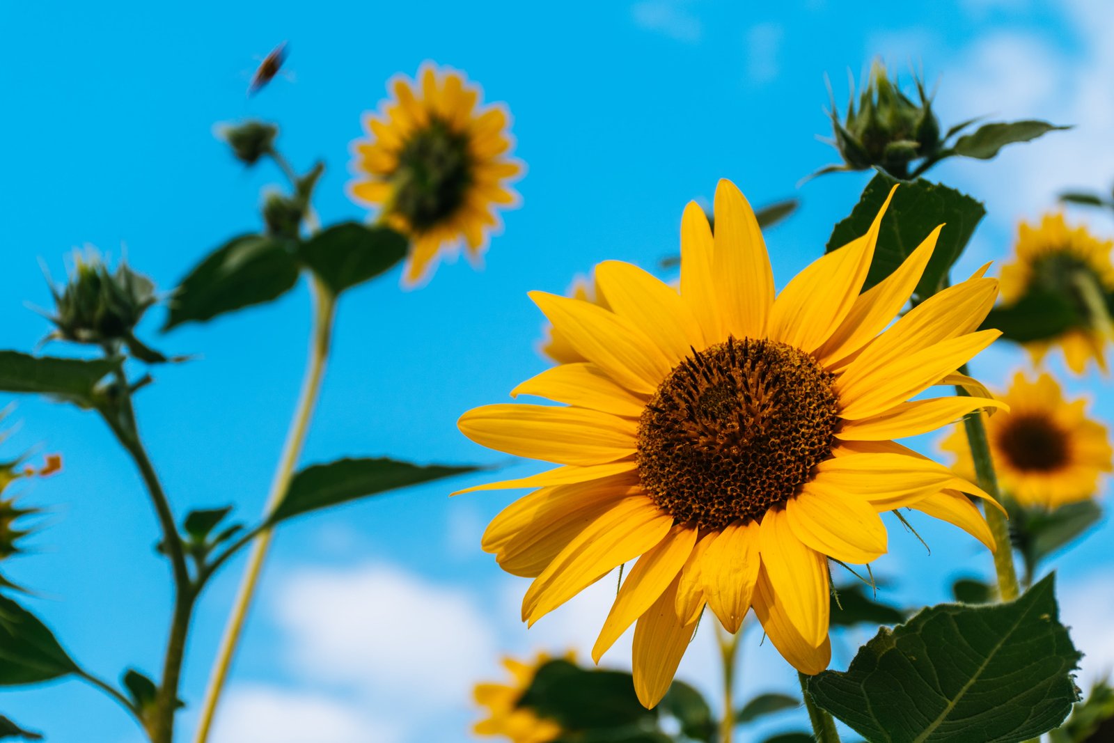 Sunflowers bllom blossom desktop backgrounds flora flower wallpaper 2k 4k 5k