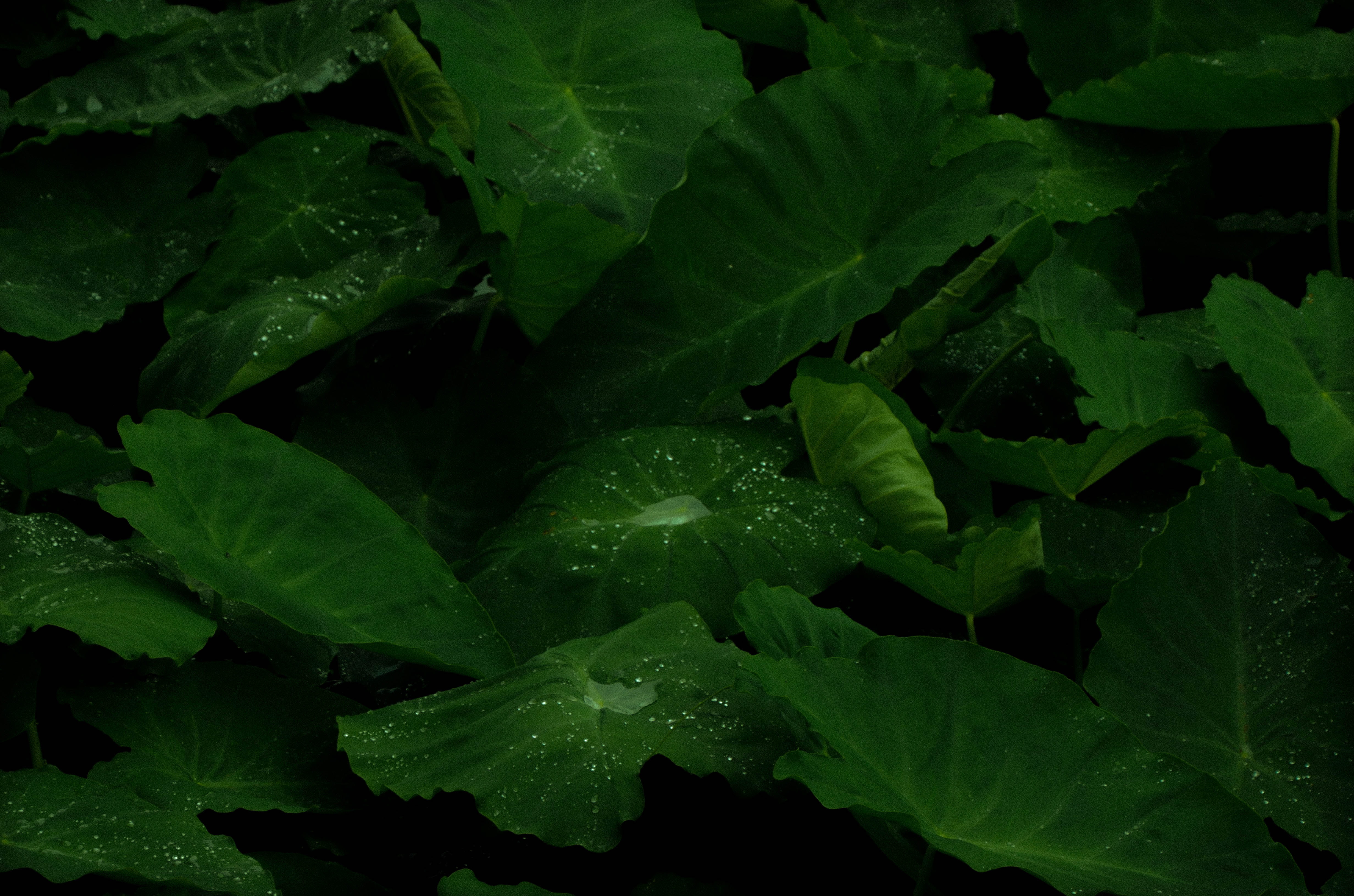 taro plant with dews photography of leafed plants lush green 2k 4k 5k