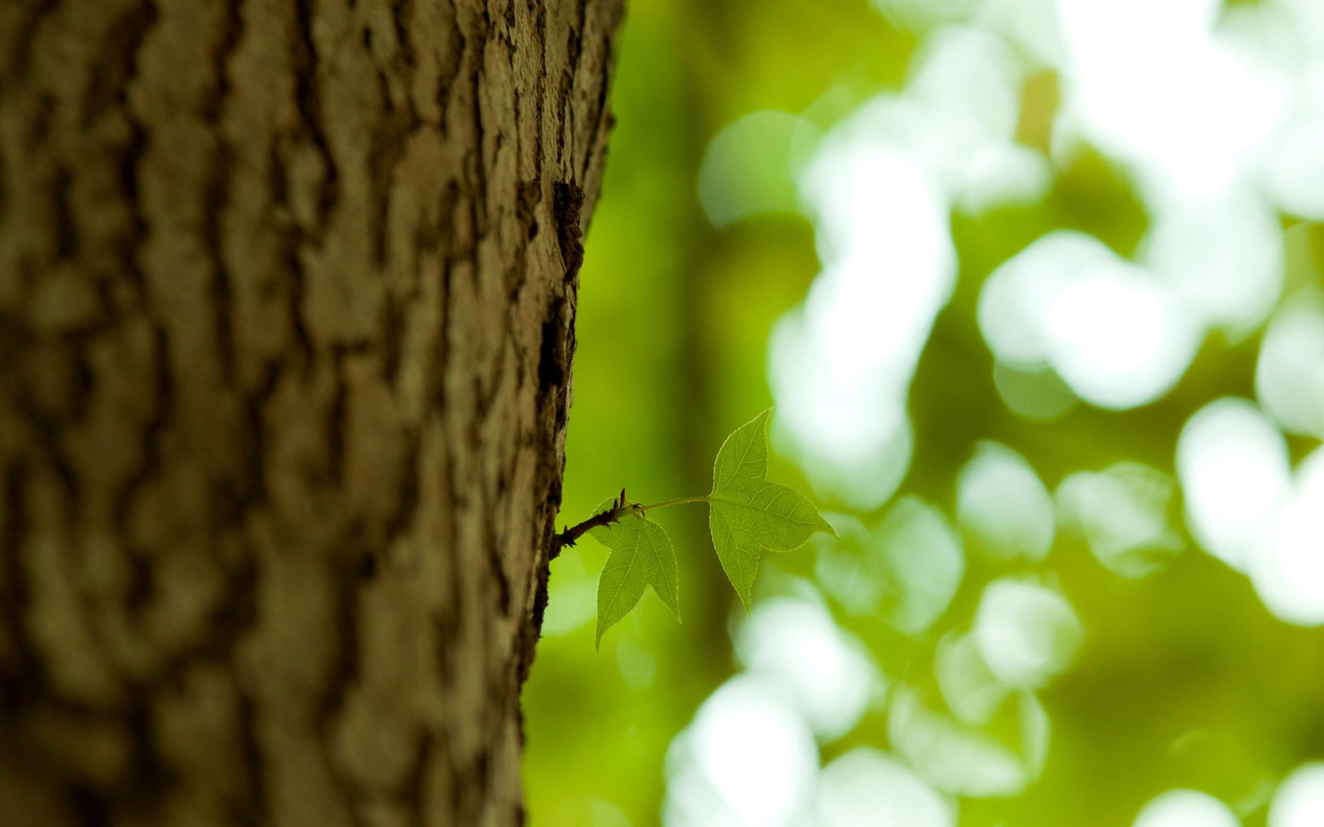 Tree Trunk Leaves Macro Blur HD nature 2k