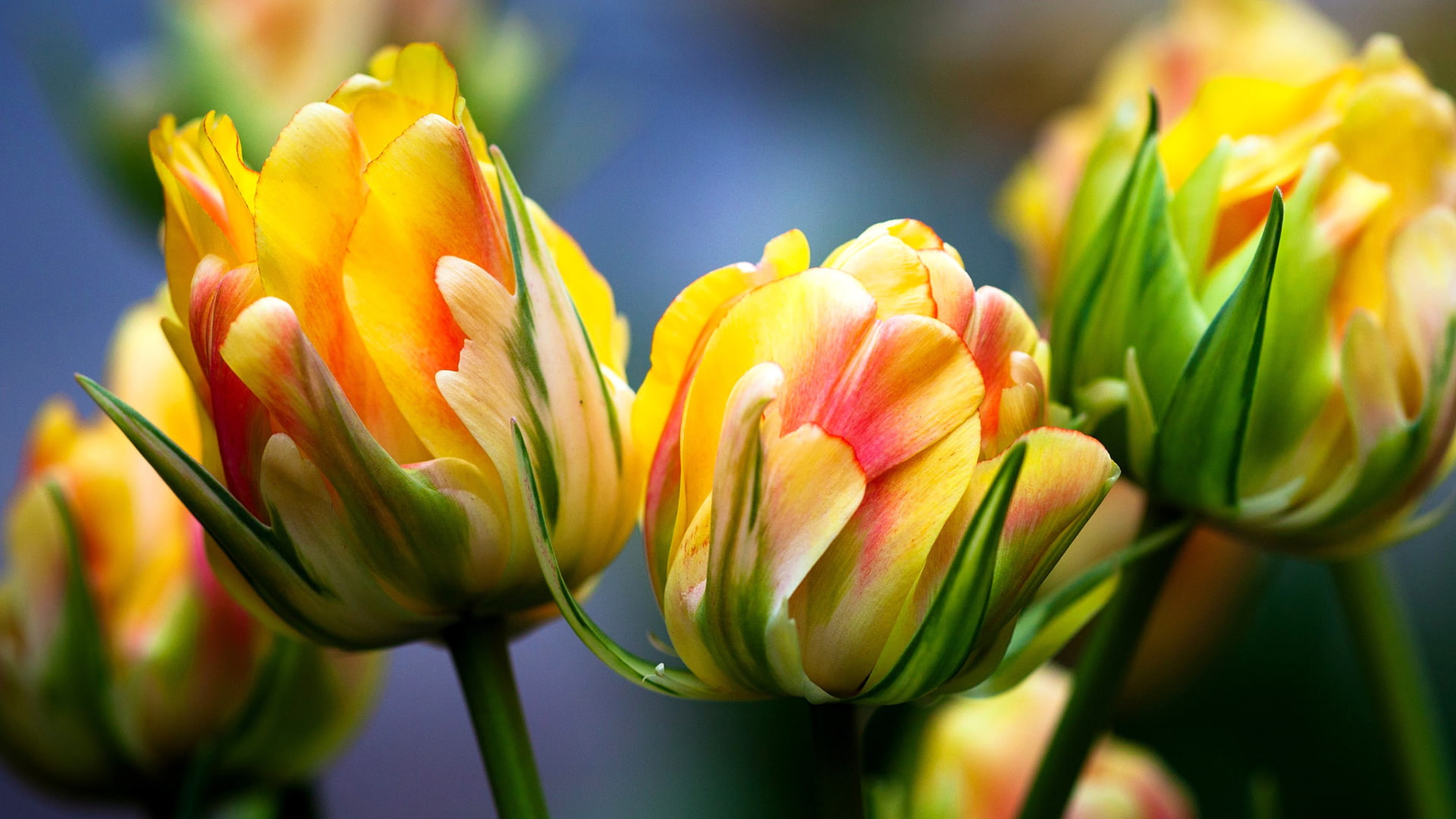 tulips macro bright flora flowers yellow and pink 2k