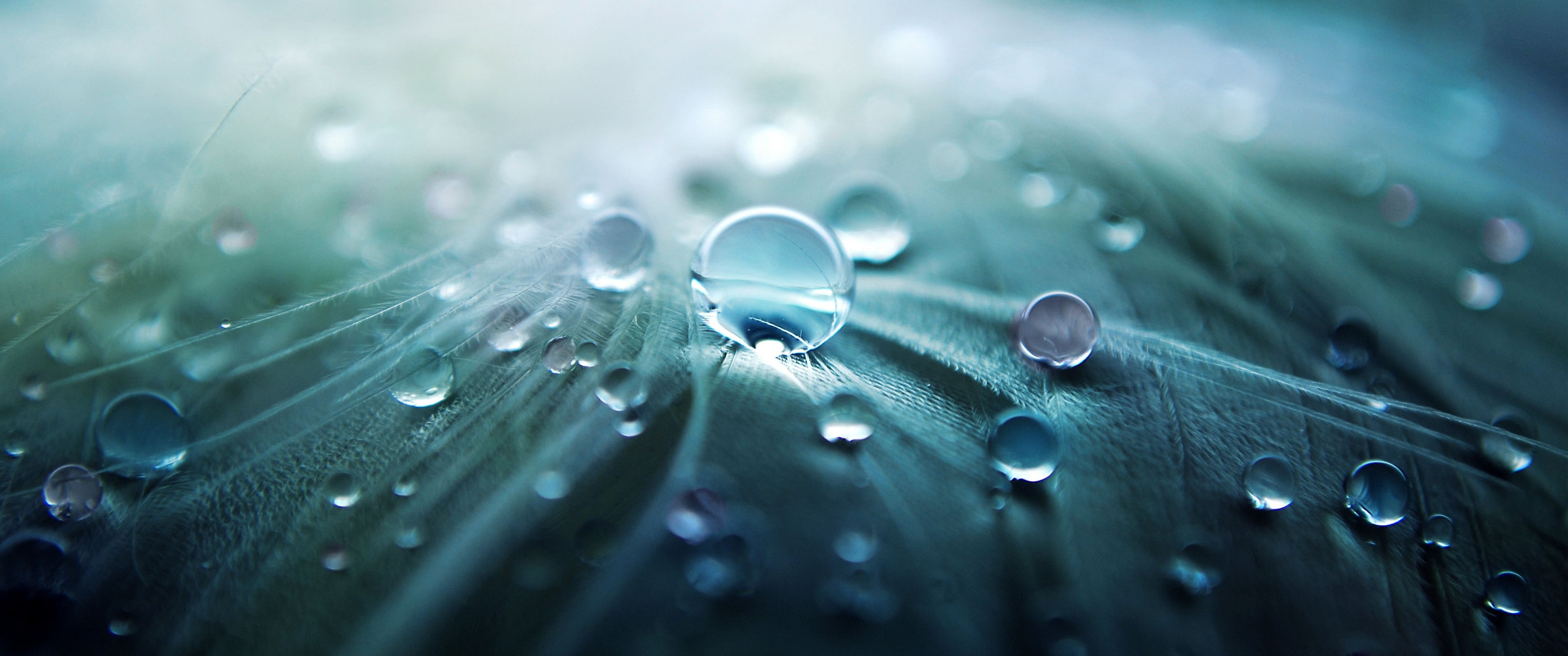 ultrawide landscape nature photography macro 2k