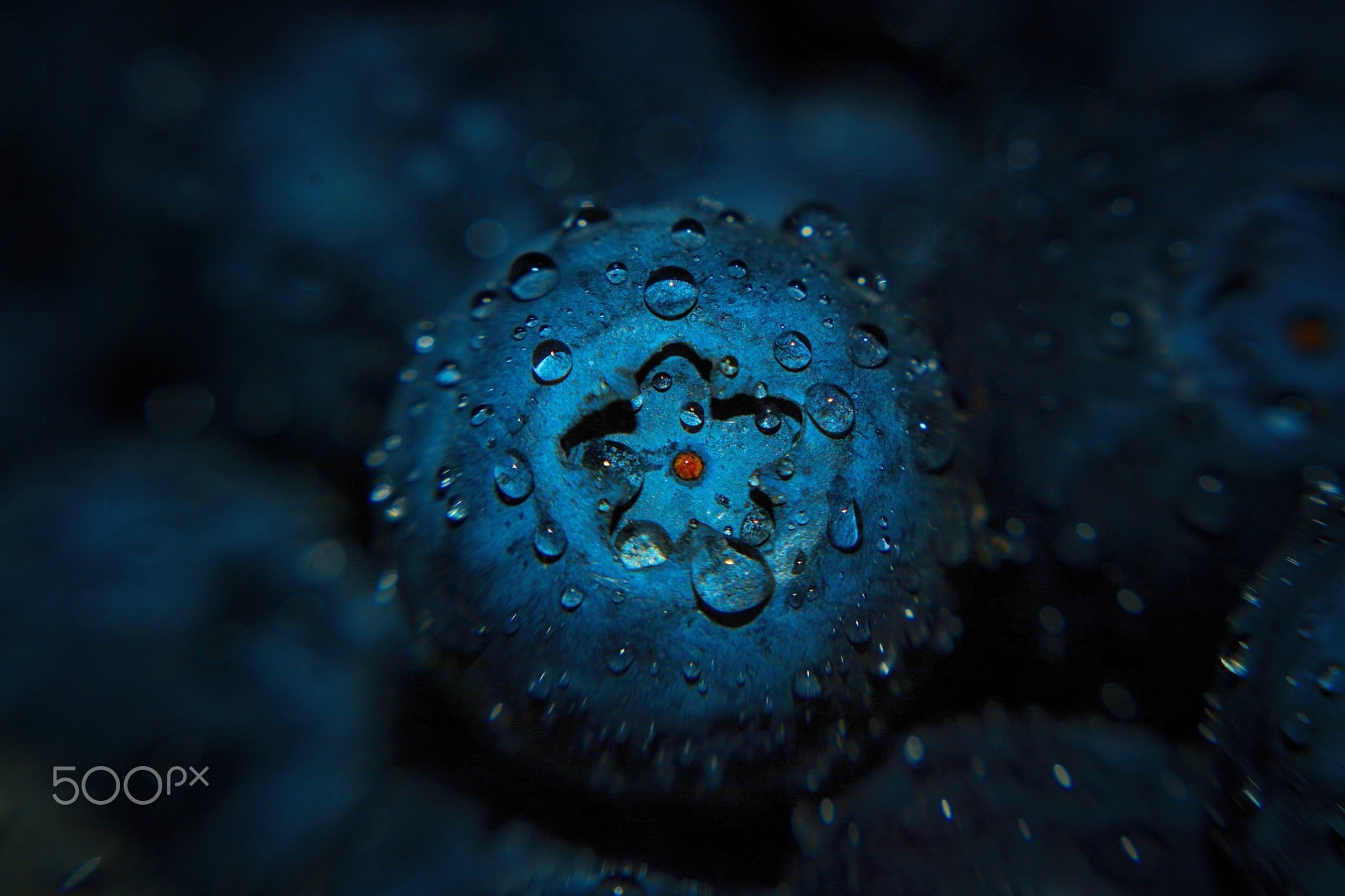 untitled macro fruit water drops blueberries undersea animal themes 2k