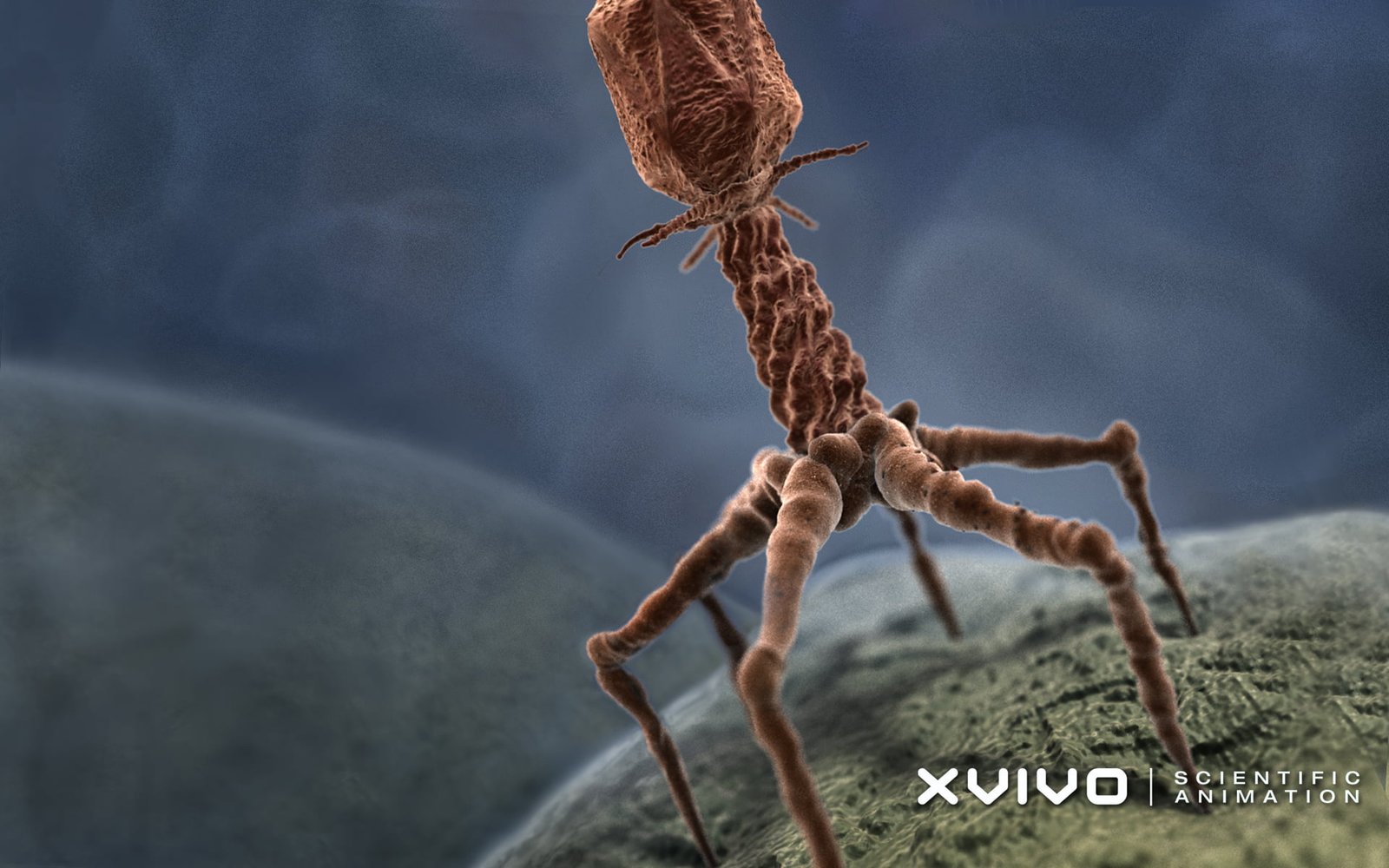 untitled macro microscopic bacteria science viruses animation 2k