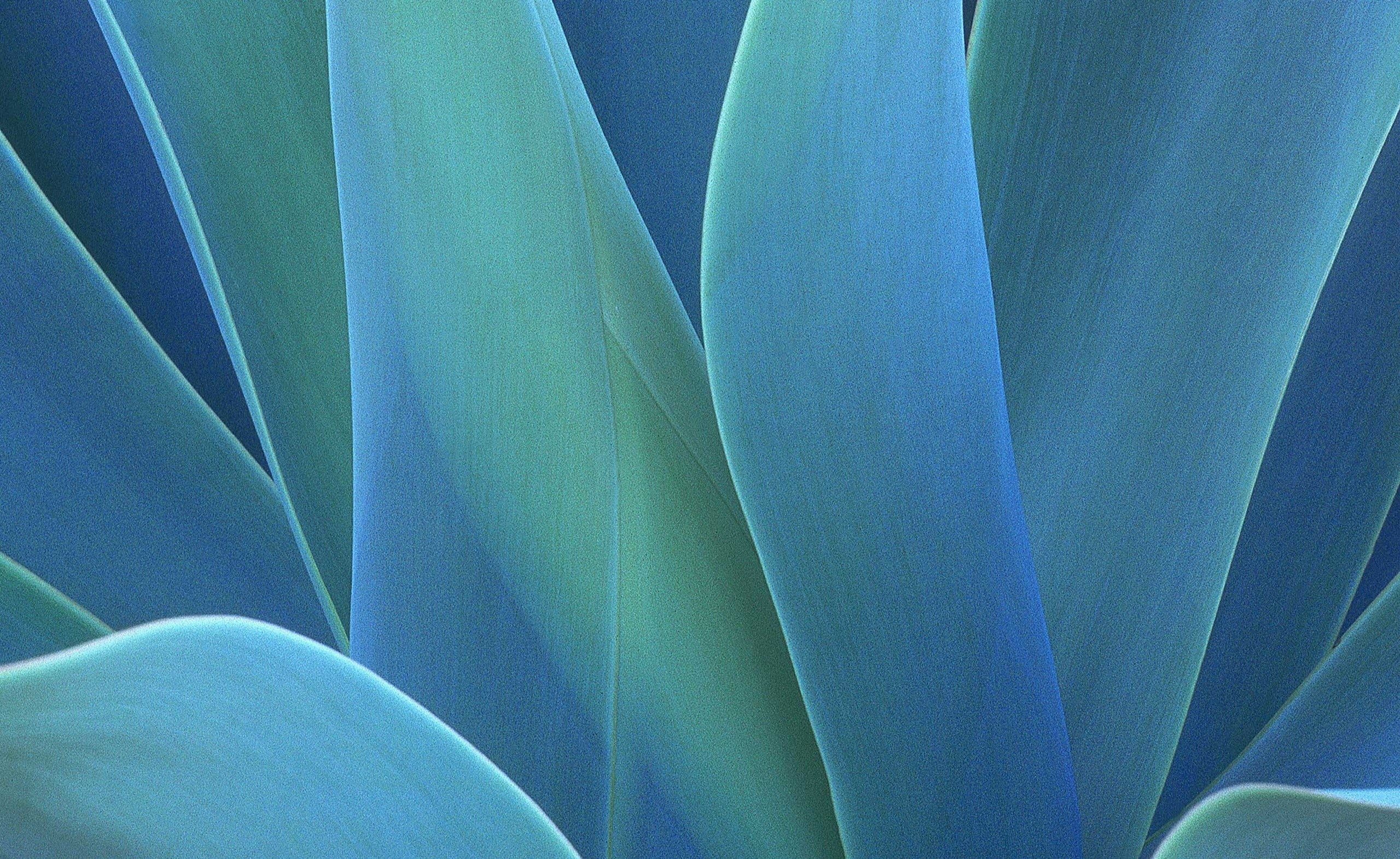 untitled photography leaves macro plants nature full frame 2k