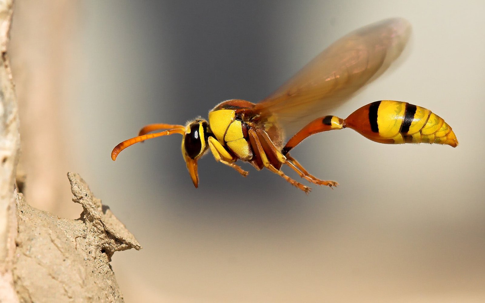 wasp macro insect animals invertebrate animal wildlife close up 2k