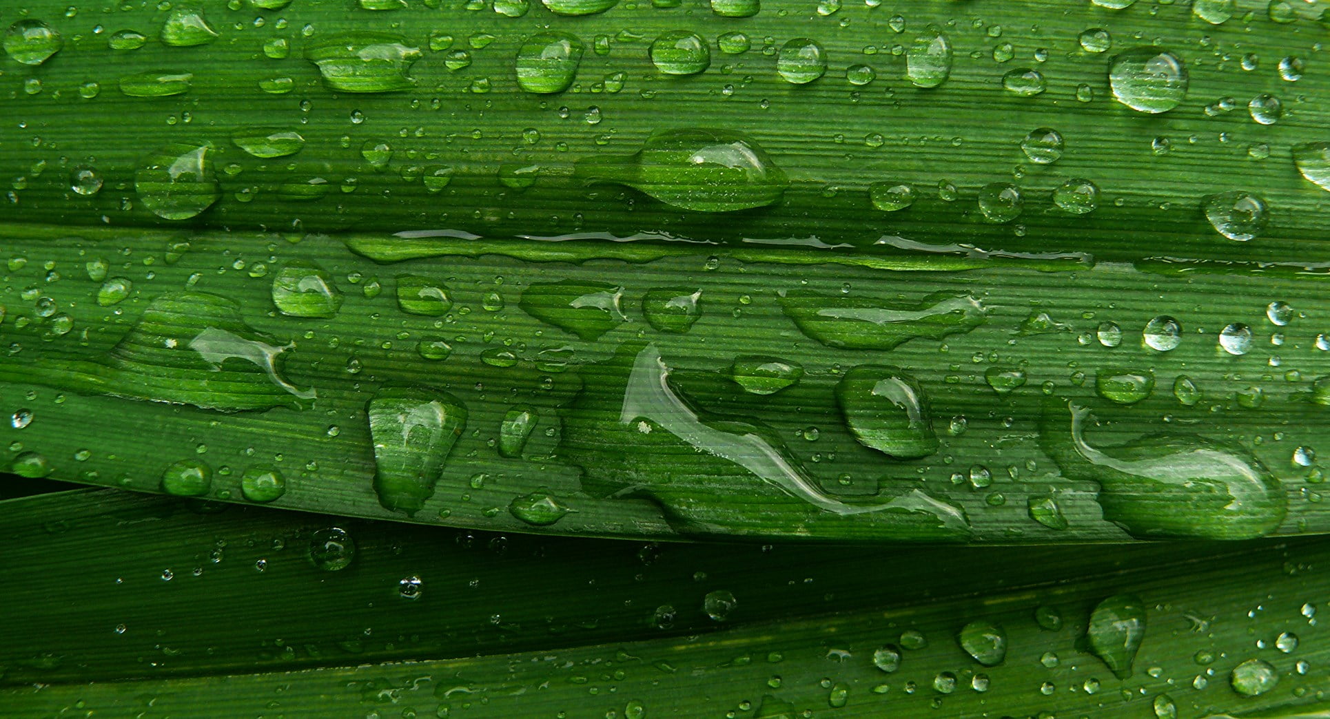water droplets on green leaf Raindrops panasonic macro close up 2k