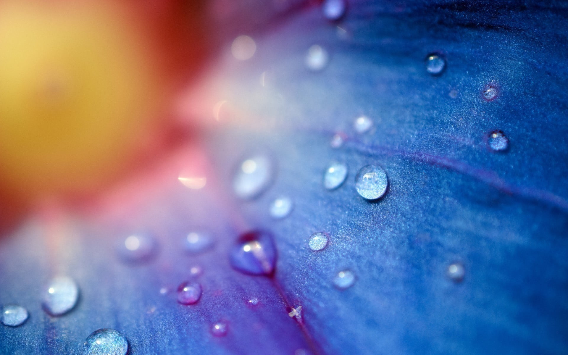water droplets flowers macro drops blue dew 2k