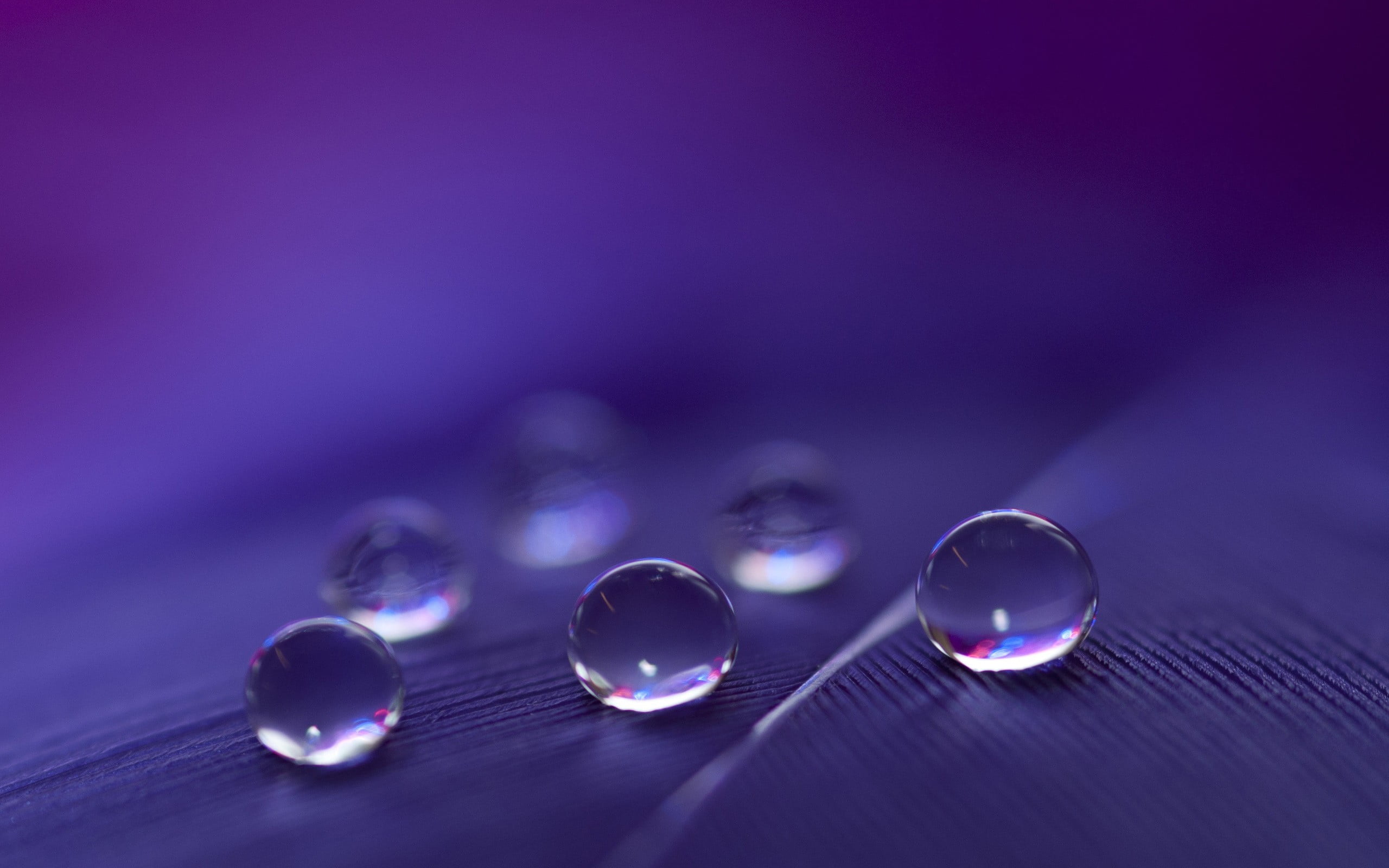 water droplets focus photo of rain drops macro depth field 2k