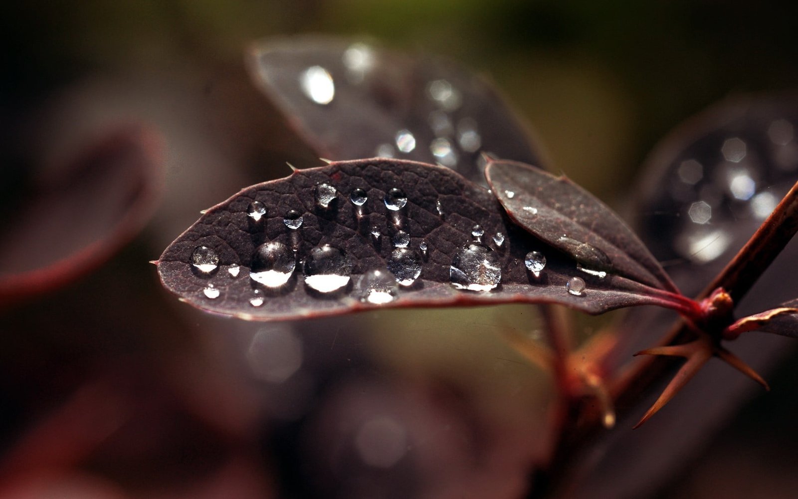 water drops leaves macro plants people one Person women 2k