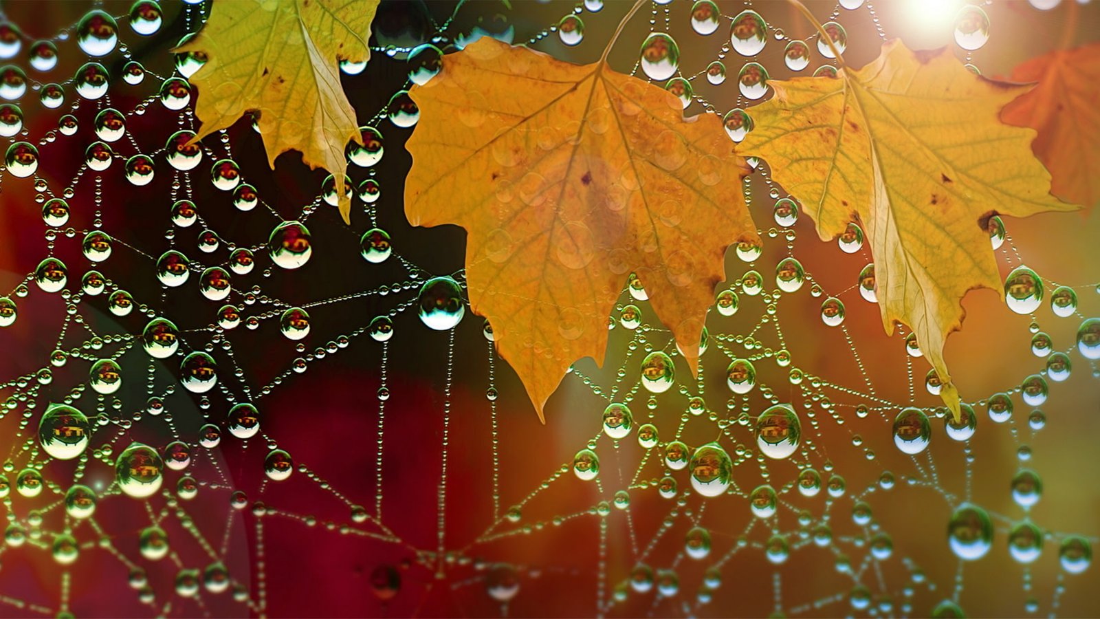 water drops leaves nature macro spiderwebs 2k
