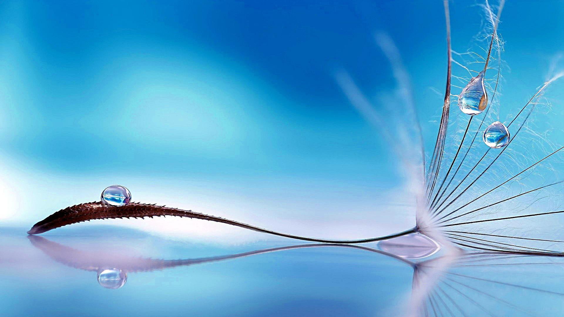 water droplet dandelion macro photography close up seed 2k