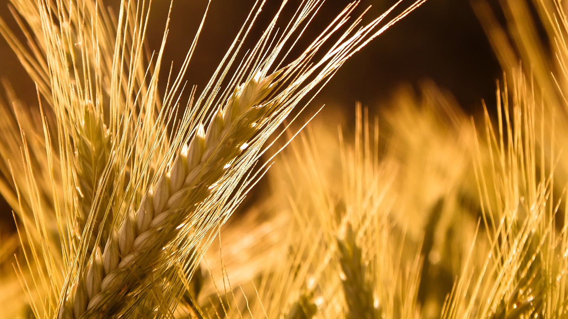 wheat in closeup photography brown selective focus photograpy 2k