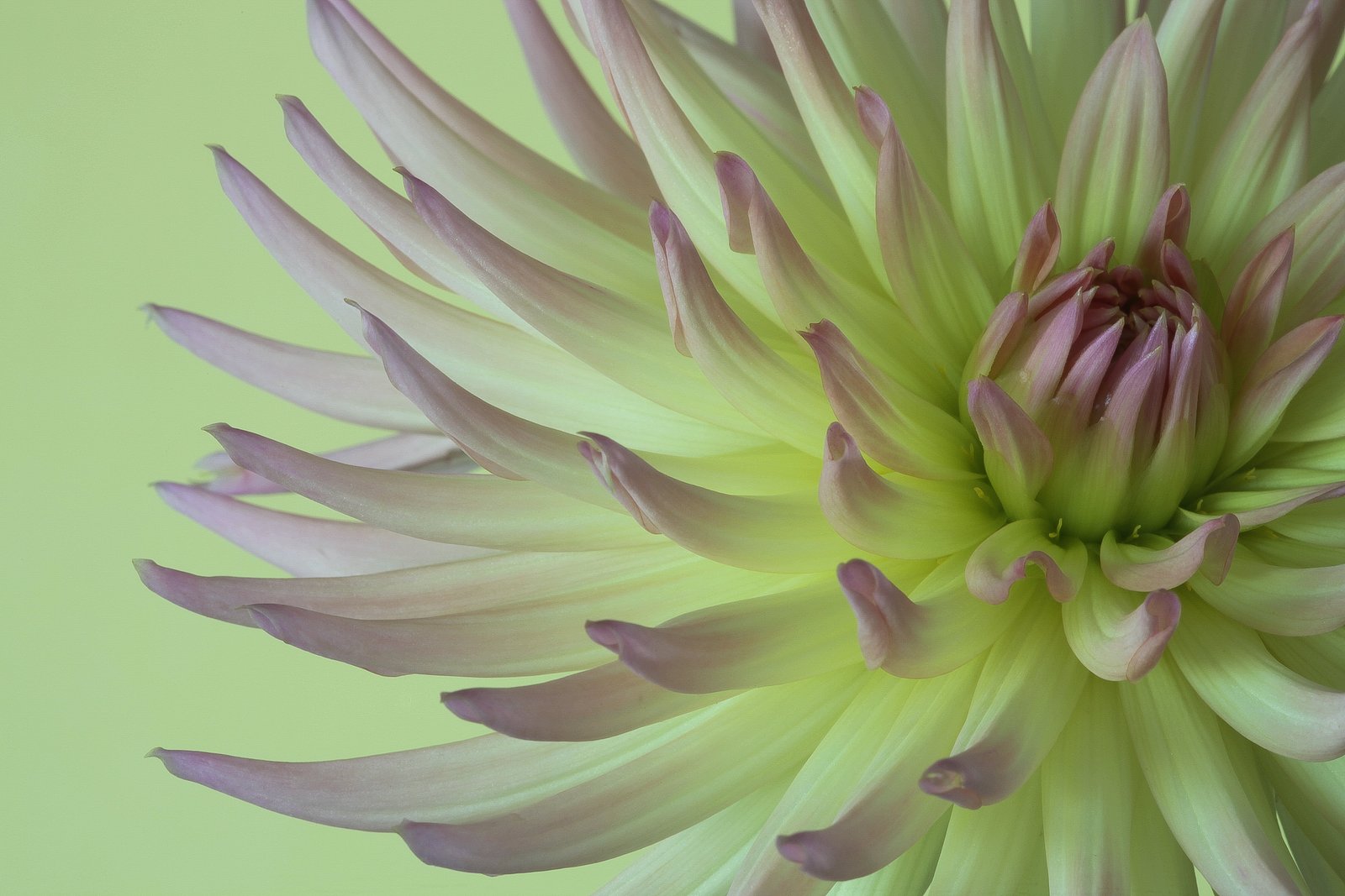 white and purple Chrysanthemum flower in closeup photography dahlia 2k 4k 5k