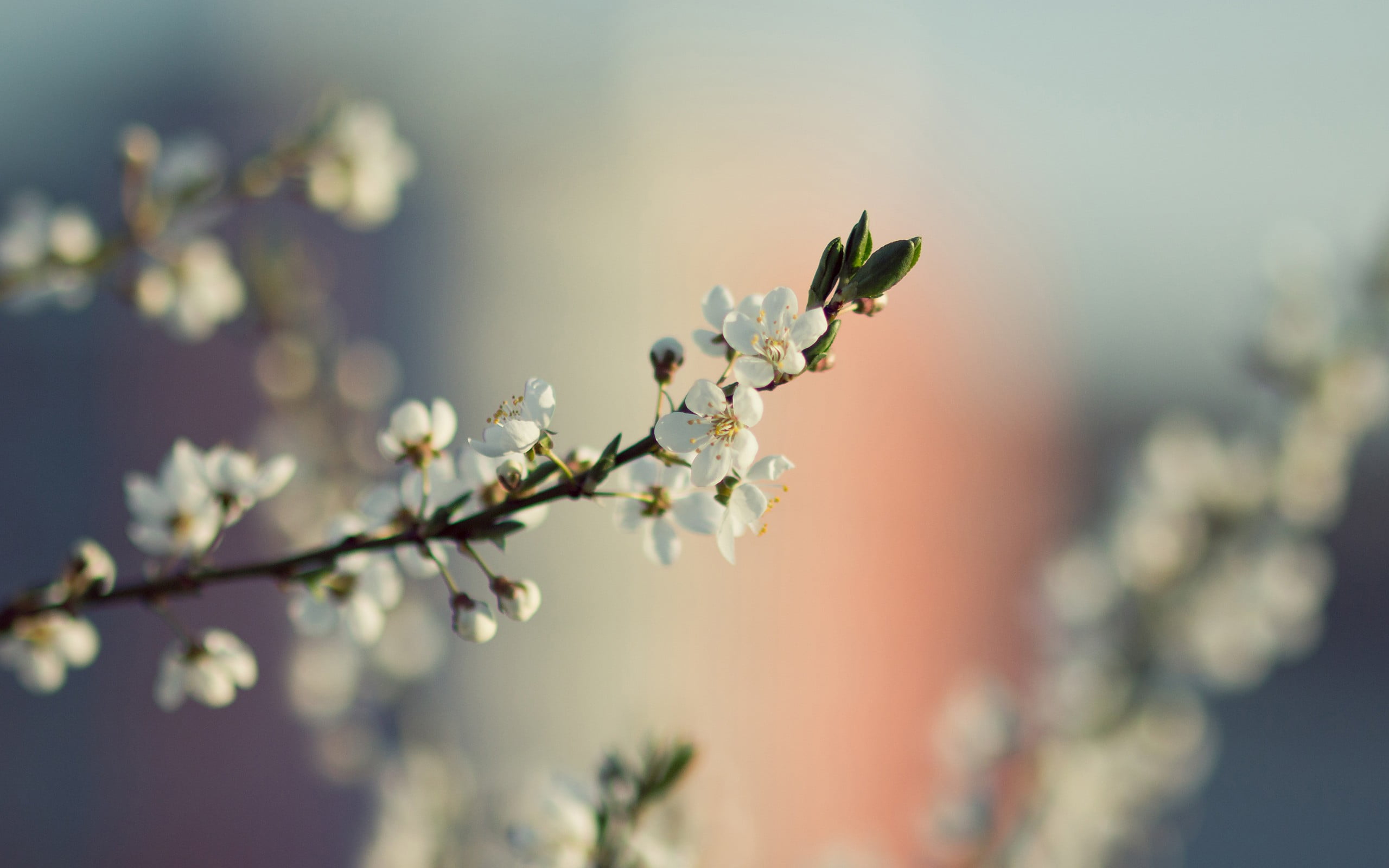 white cherry blossoms focus photography of orange blossom flower 2k