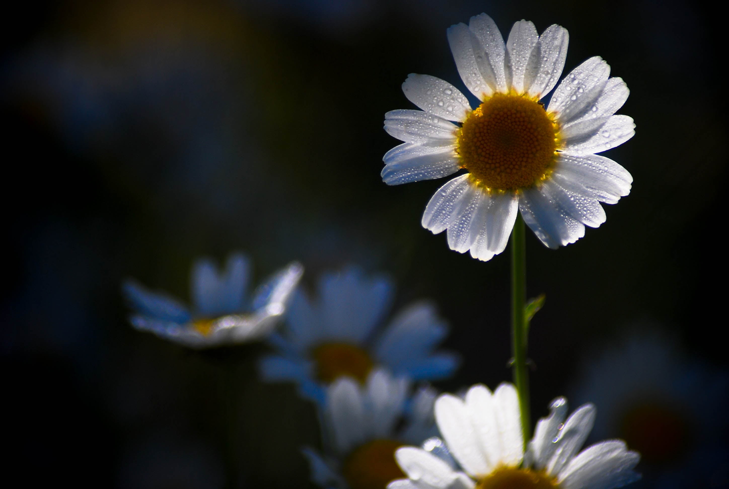 white daisy flower nature nikon reflex couleur macro 2k