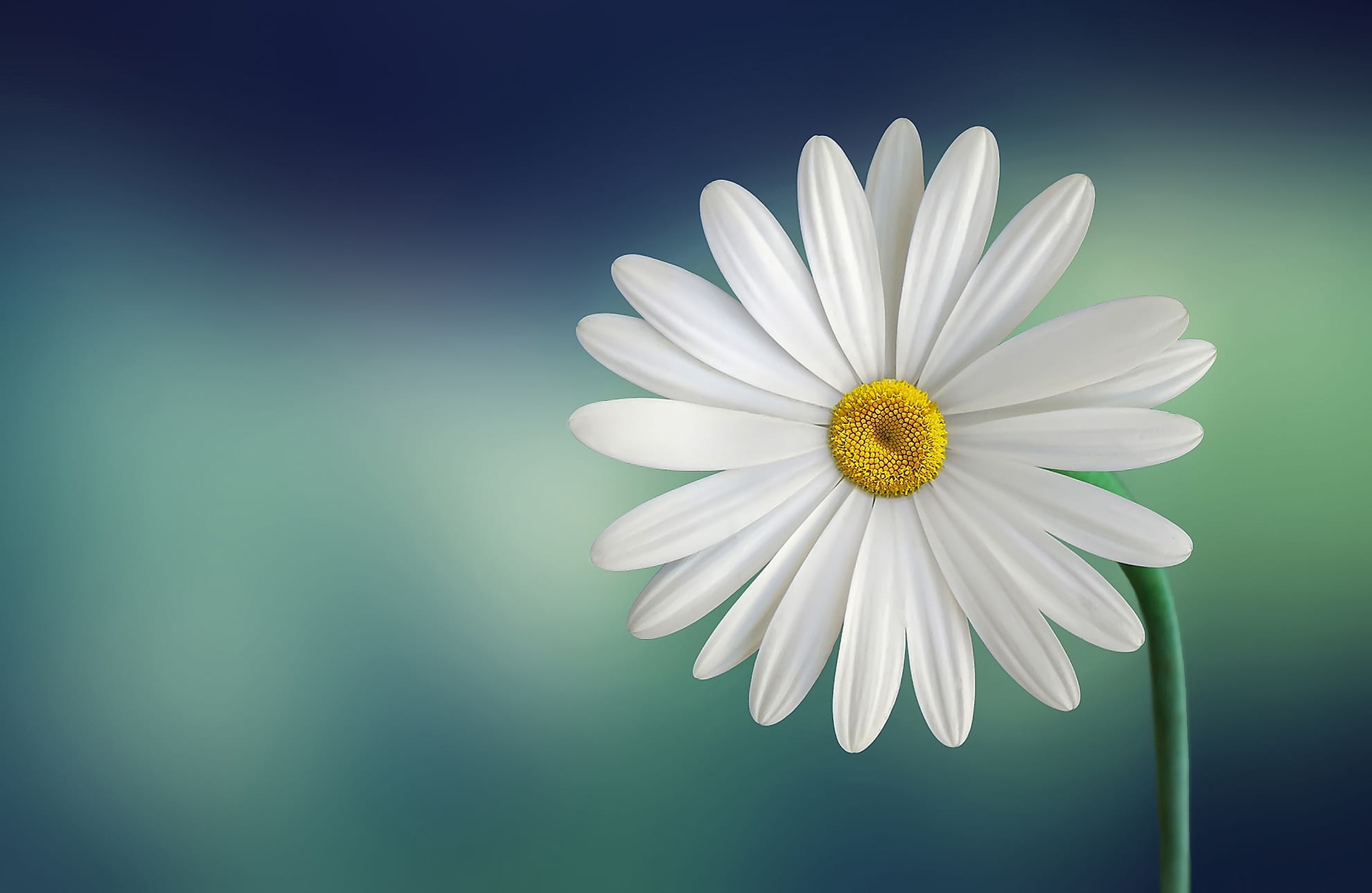 white daisy macro photography marguerite beautiful beauty 16 2k