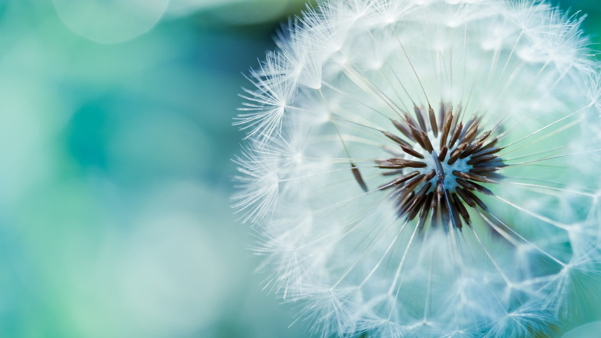 white dandelion flower flowers plants nature macro 8 2k