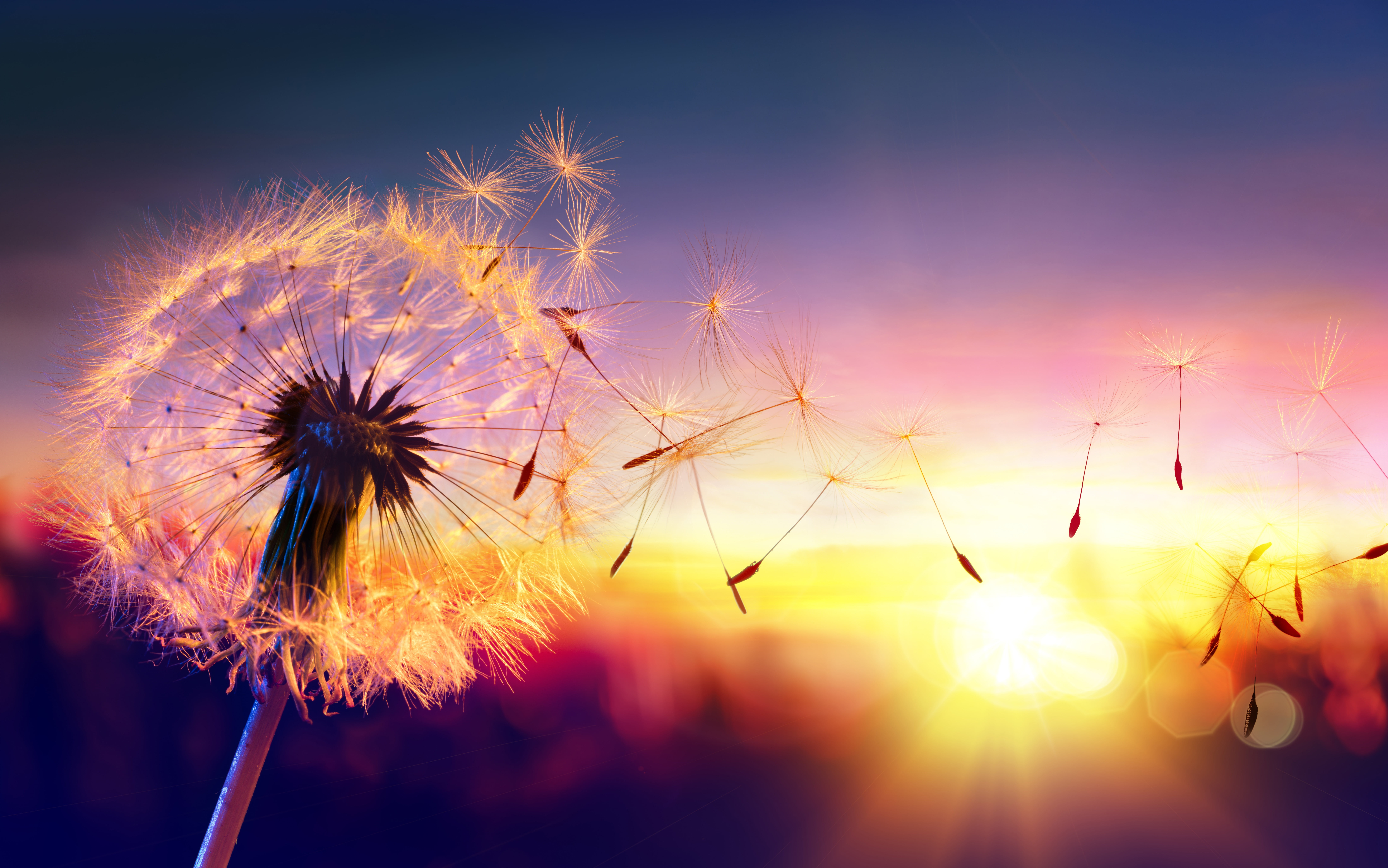 white dandelion flower macro nature blur bokeh travel wallpaper 2k 4k 5k 8k